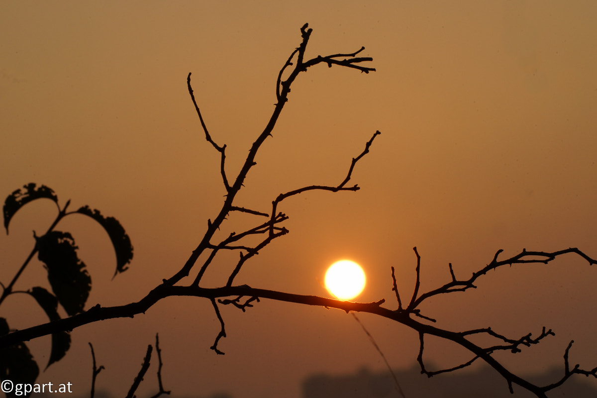 Sony a99 II + Minolta AF 100mm F2.8 Macro [New] sample photo. Sunrise at wienerberg photography