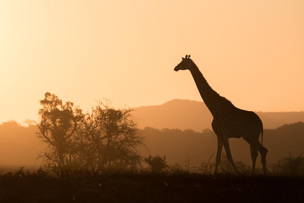 Nikon D810 sample photo. Giraffe at sunset photography