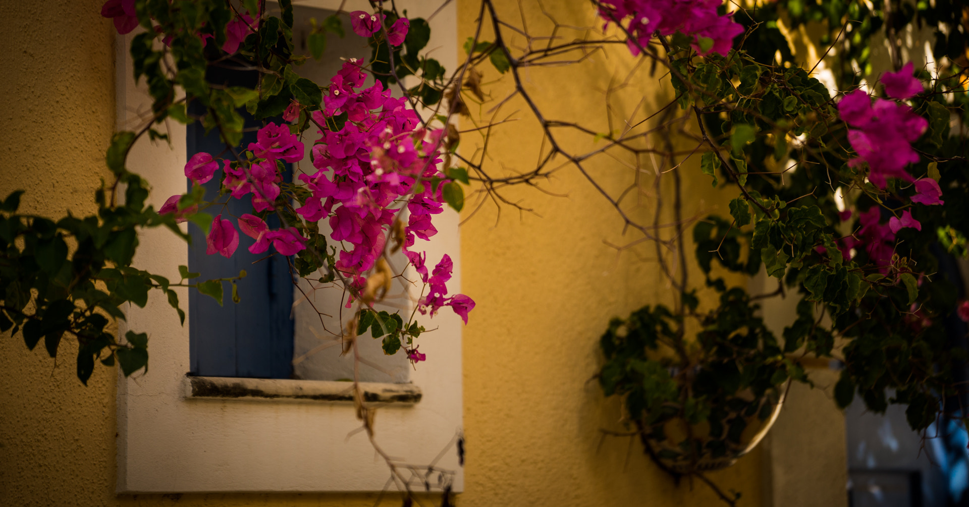 Sony a7S + Sony FE 70-200mm F4 G OSS sample photo. Window and flowers photography