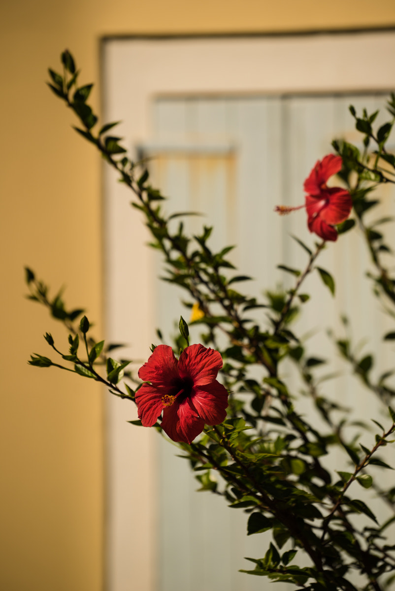 Sony a7S + Sony FE 70-200mm F4 G OSS sample photo. Flowers and window photography