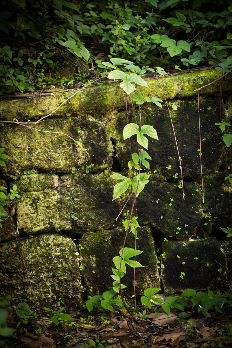 Sony a7S + Sony FE 70-200mm F4 G OSS sample photo. Green photography