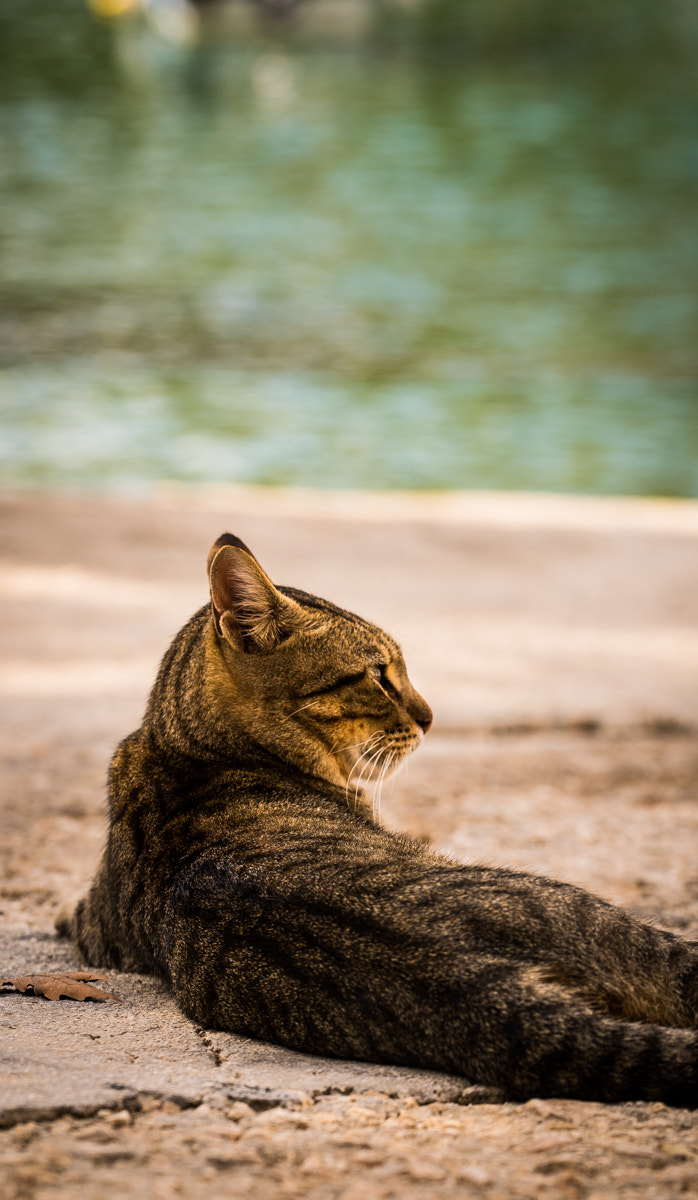 Sony a7S + Sony FE 70-200mm F4 G OSS sample photo. Assos cat relaxing photography