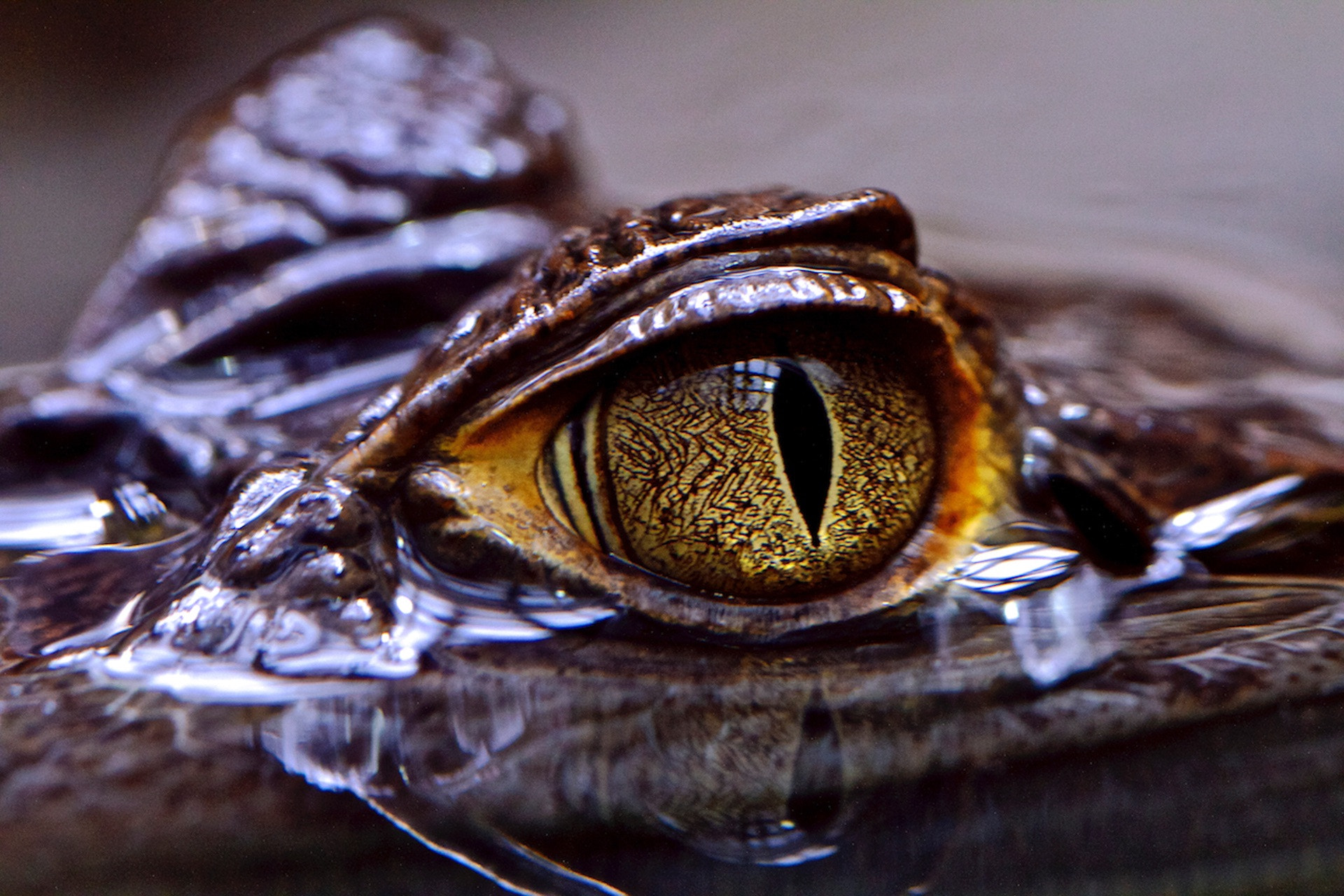 Canon EOS 7D + Canon EF 100mm F2.8L Macro IS USM sample photo. Aquarium berlin photography