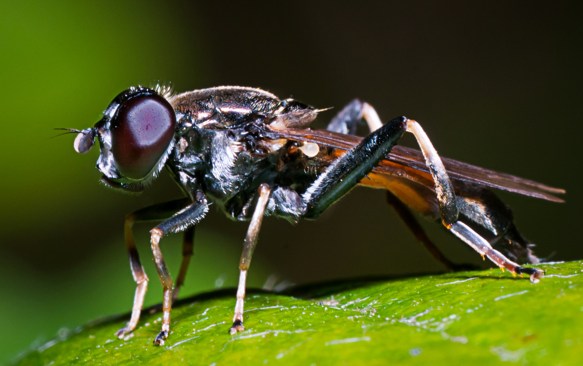 Nikon D300 sample photo. Fly photography