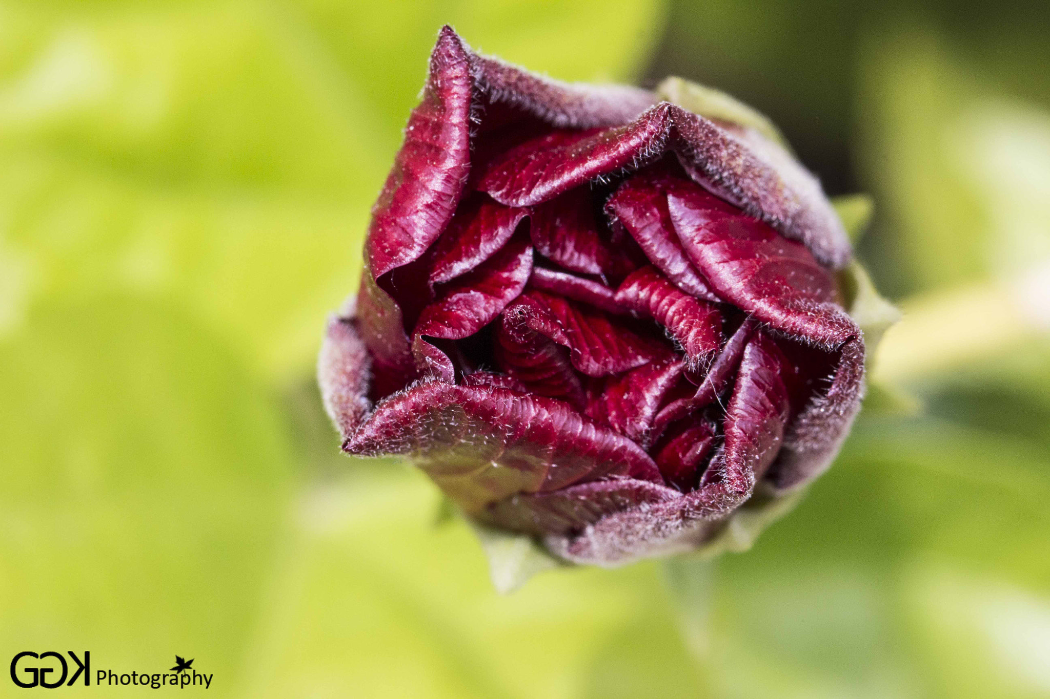 Canon EOS 600D (Rebel EOS T3i / EOS Kiss X5) + Canon EF 100mm F2.8L Macro IS USM sample photo. Hibiscus photography