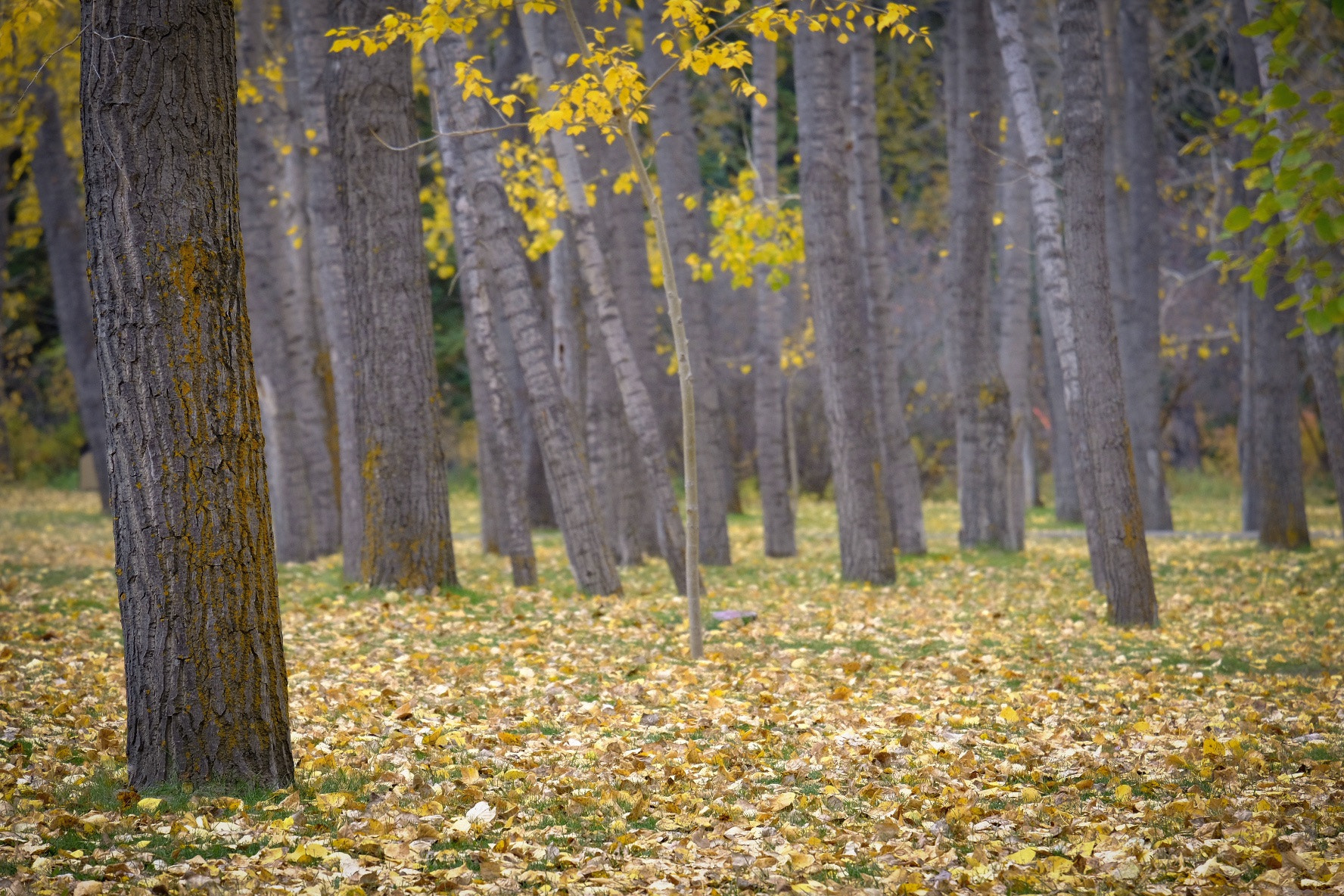 Fujifilm X-Pro2 sample photo. Fall in yyc photography