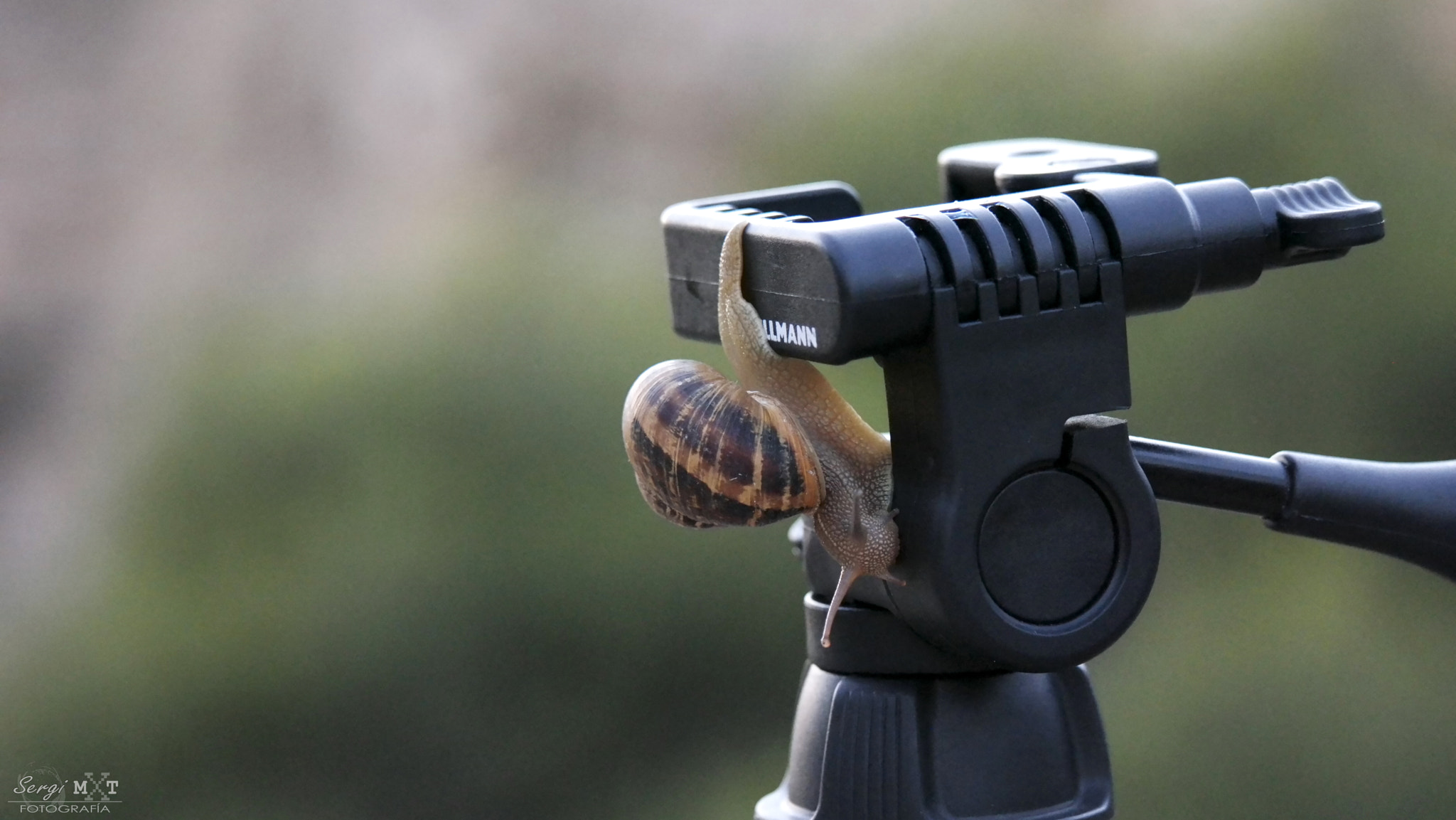 NX 50-200mm F4-5.6 sample photo. Unexpected guest photography