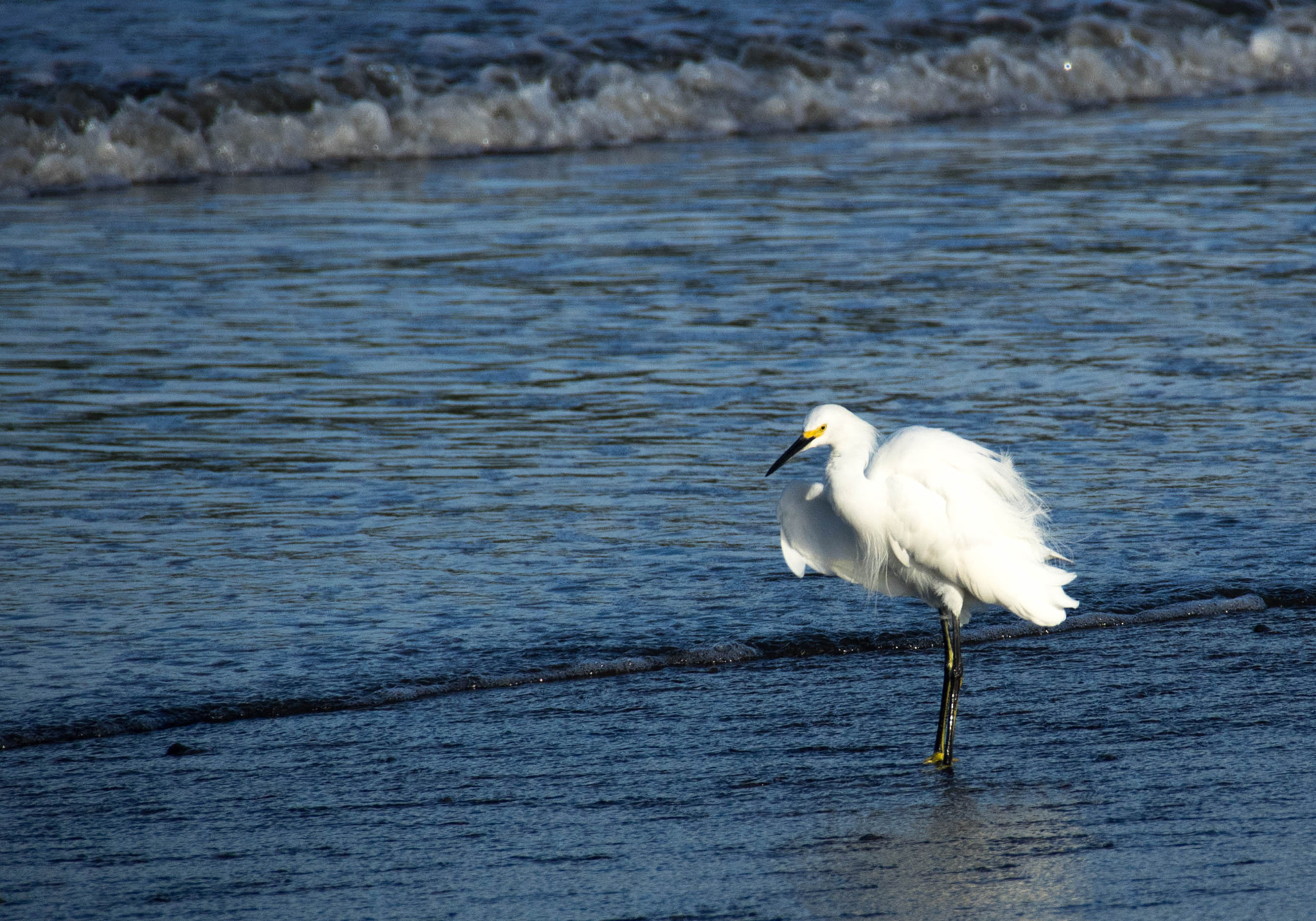 Olympus OM-D E-M1 + Tamron 14-150mm F3.5-5.8 Di III sample photo. Aigrette photography