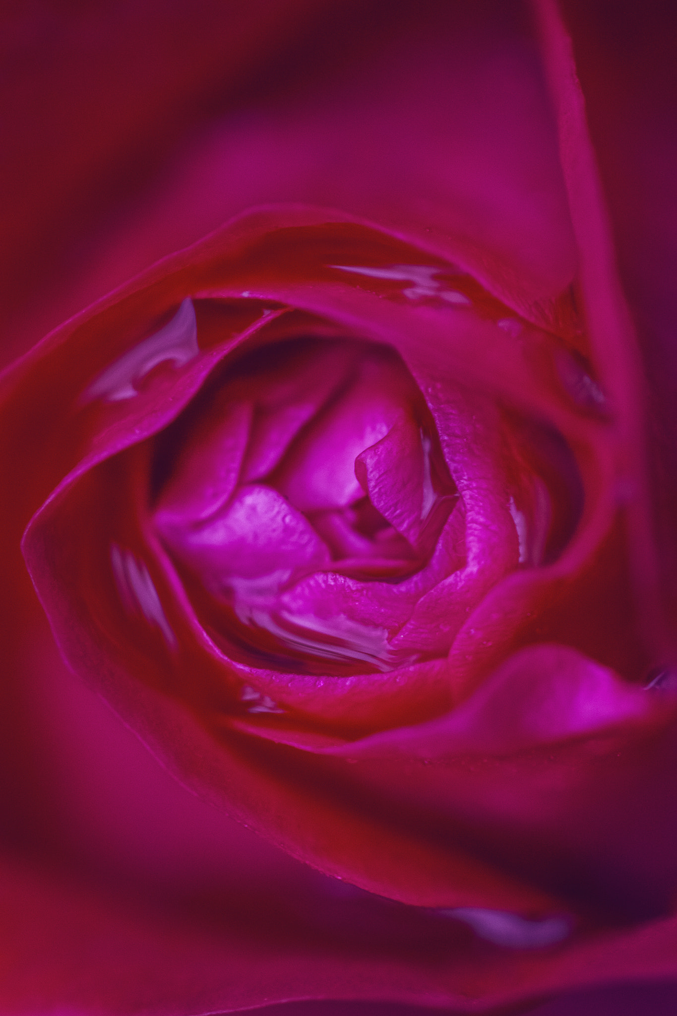 Canon EF 100mm F2.8 Macro USM sample photo. Sensual rose photography