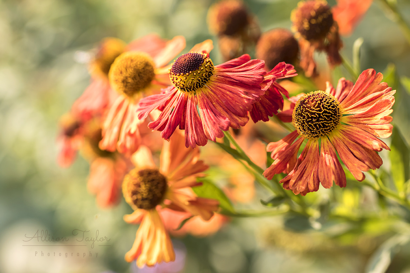 Canon EF 100mm F2.8L Macro IS USM sample photo. Autumn jewels photography
