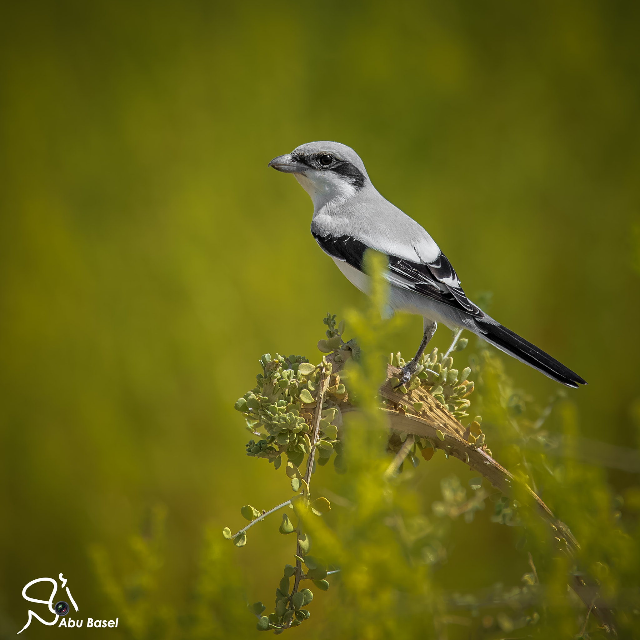 Sigma 150-600mm F5-6.3 DG OS HSM | S sample photo
