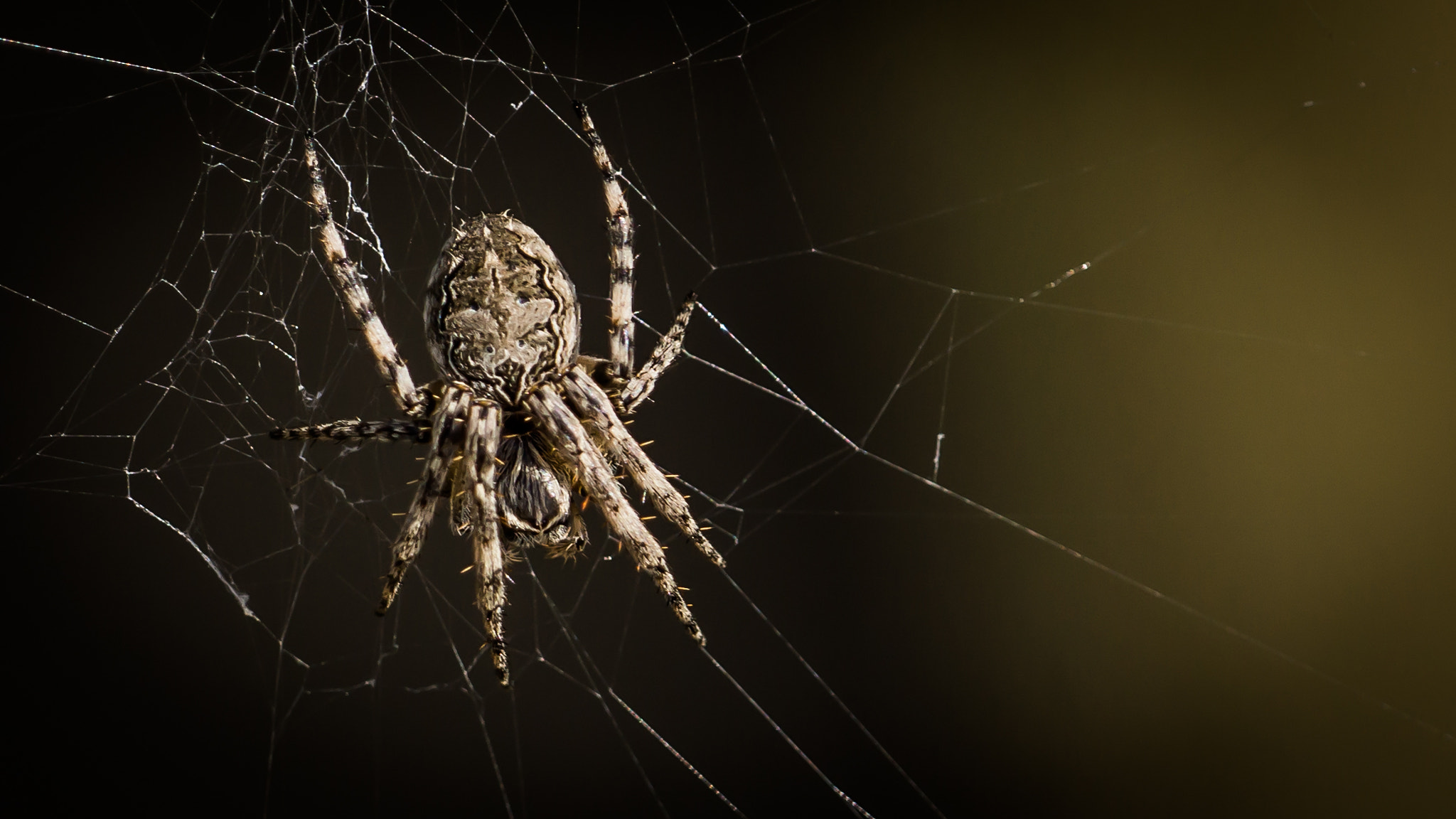 Sony 70-300mm F4.5-5.6 G SSM sample photo. Spider photography