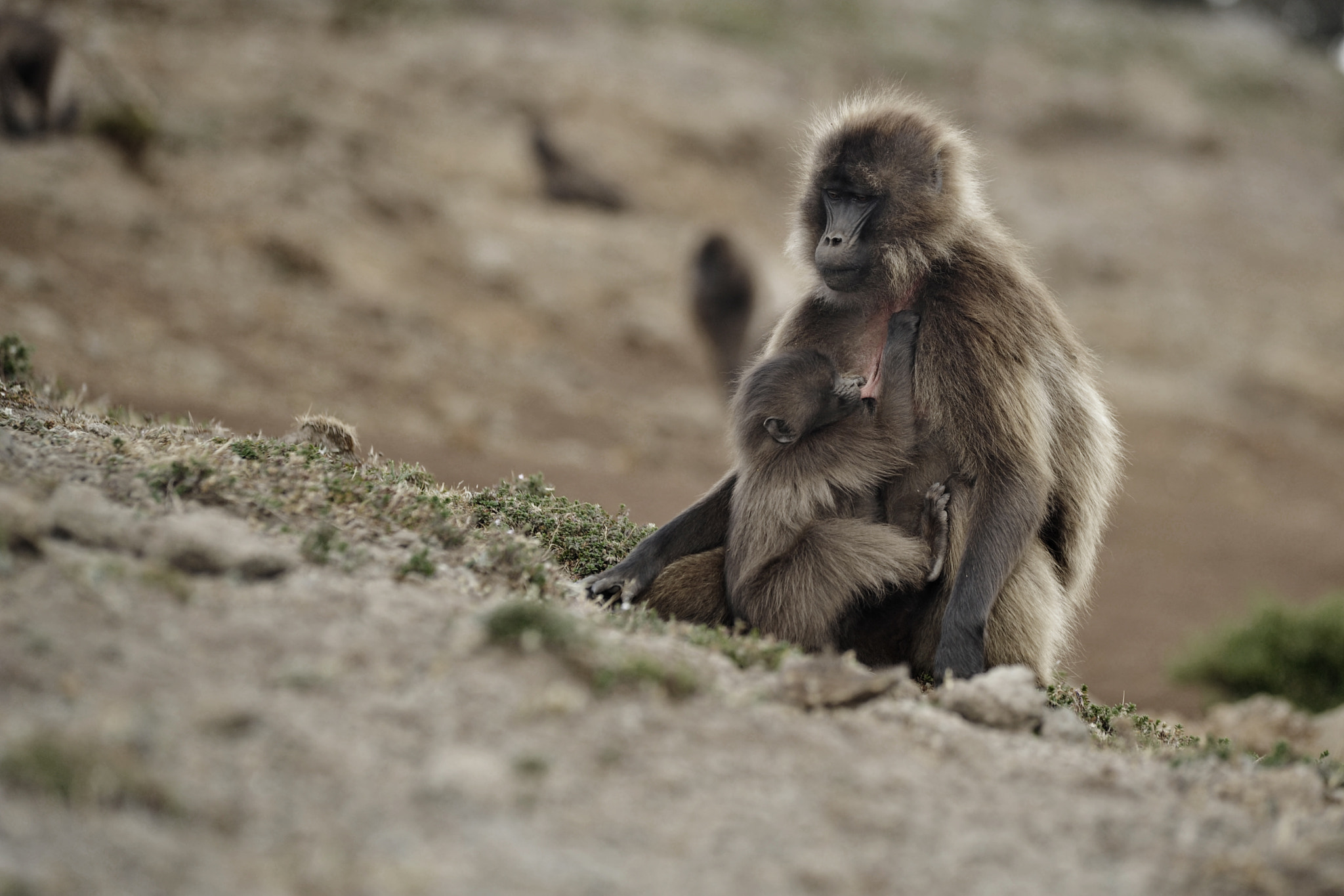 Sigma 70-200mm F2.8 EX DG OS HSM sample photo. Gelada photography