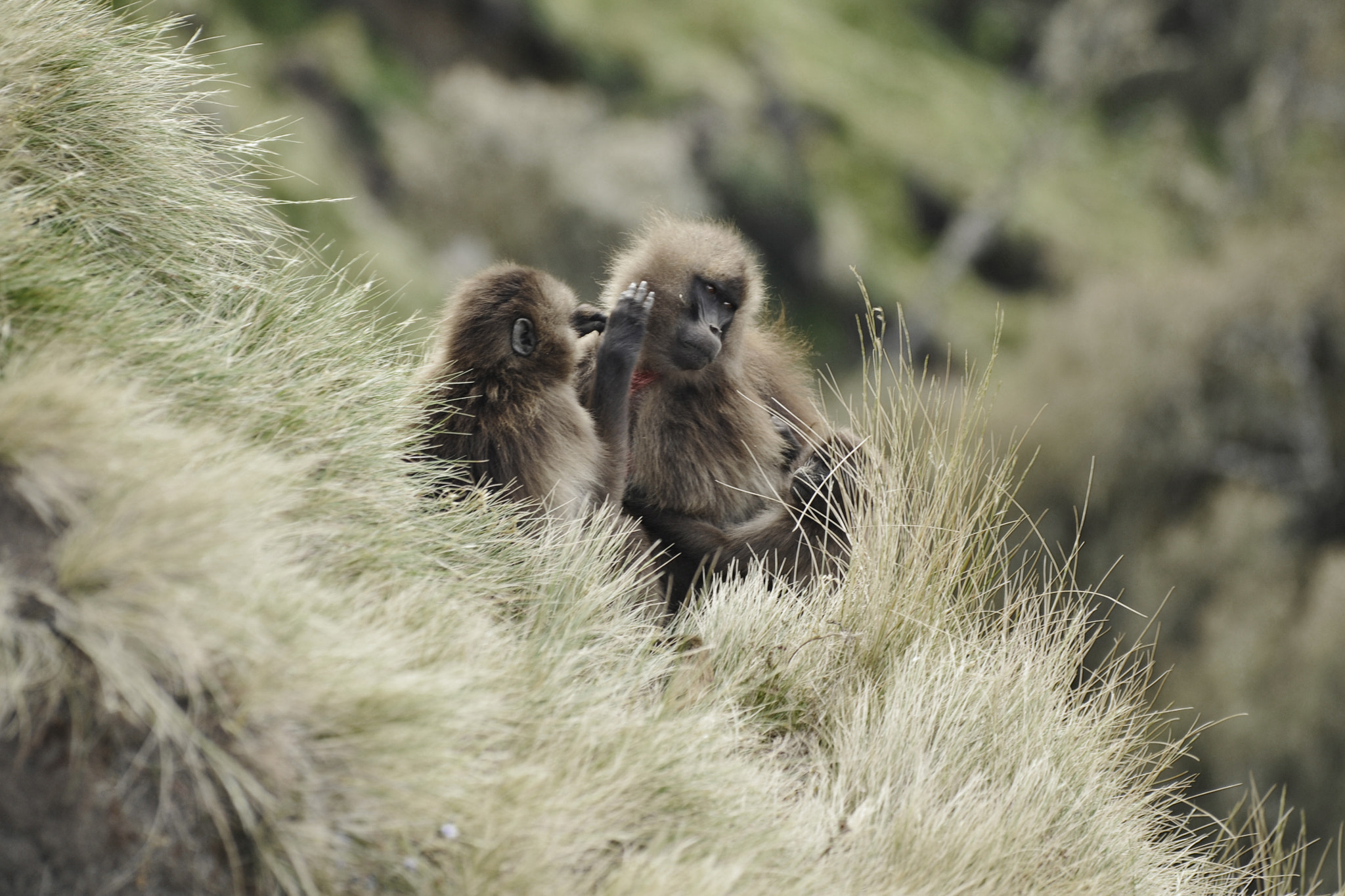 Nikon D700 + Sigma 70-200mm F2.8 EX DG OS HSM sample photo. Ethiopian gelada photography