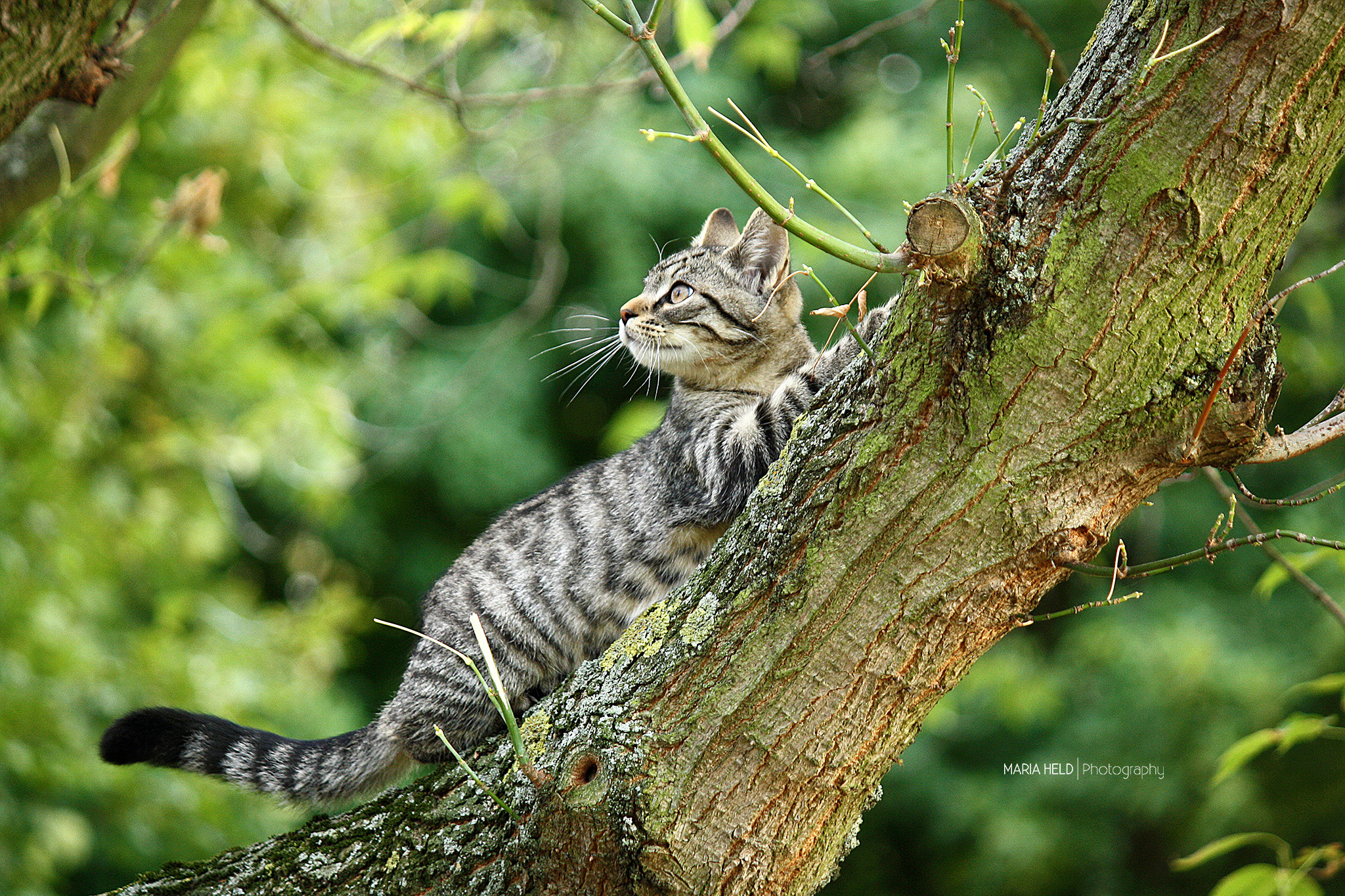 Canon EOS 1000D (EOS Digital Rebel XS / EOS Kiss F) sample photo. Catch me if you can! photography