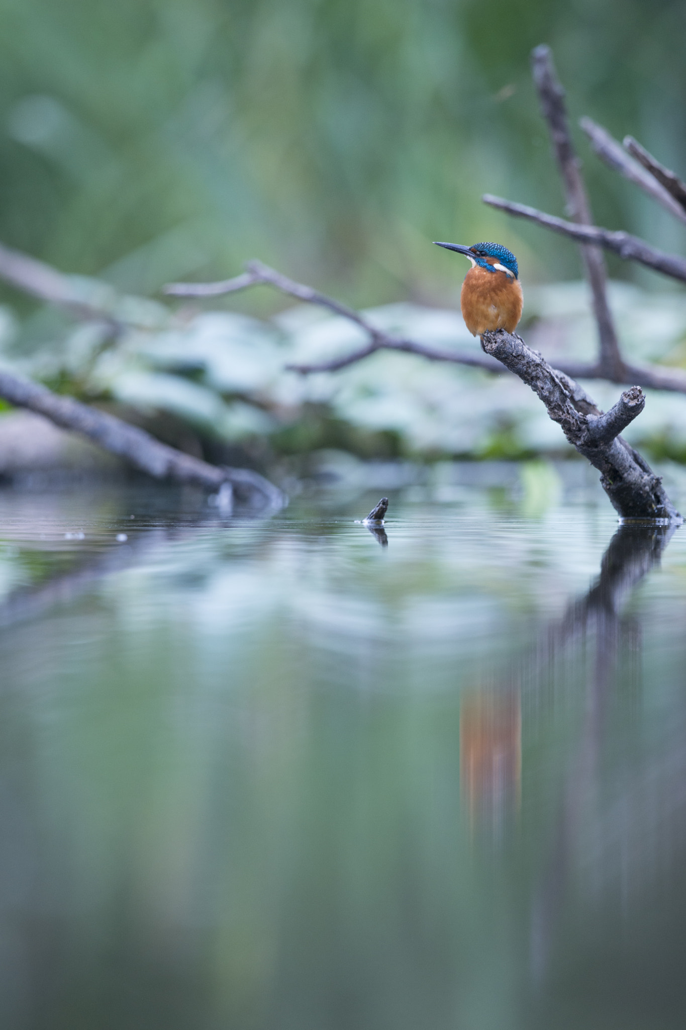 Nikon D800E + Nikon AF-S Nikkor 500mm F4G ED VR sample photo. Martin-pêcheur d'europe - alcedo atthis photography