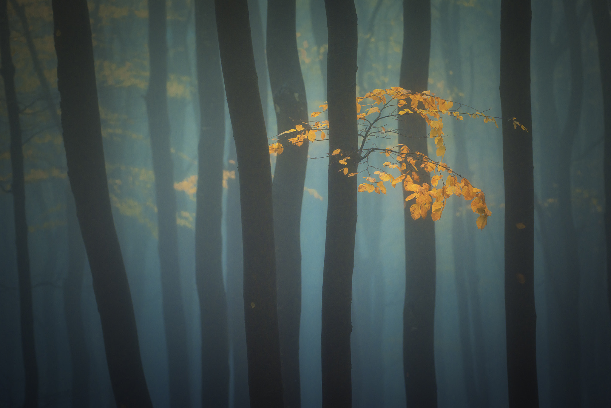Nikon AF-S Nikkor 70-200mm F4G ED VR sample photo. Autumn moods photography