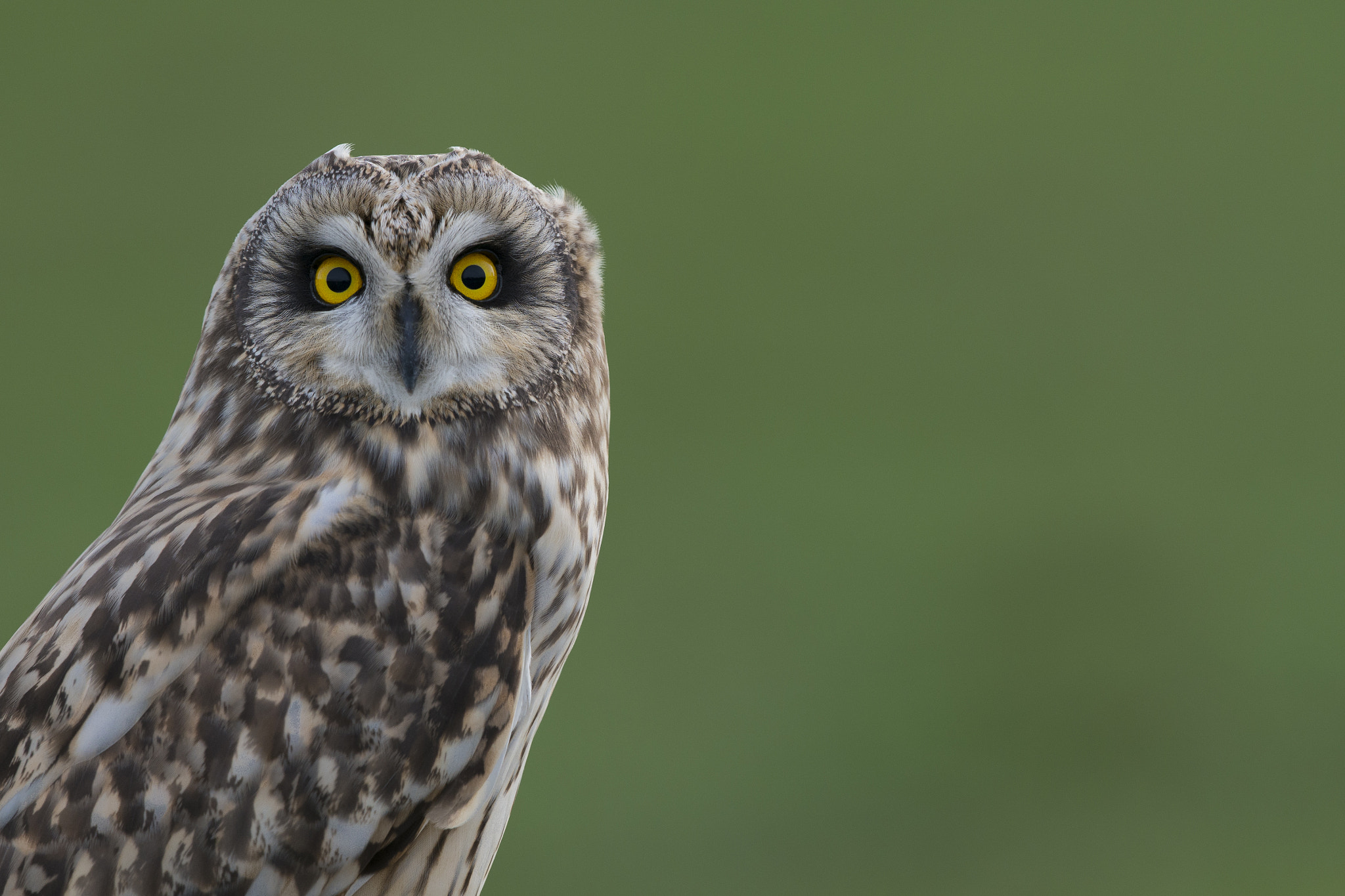 Nikon D800E sample photo. Hibou des marais - asio flammeus photography