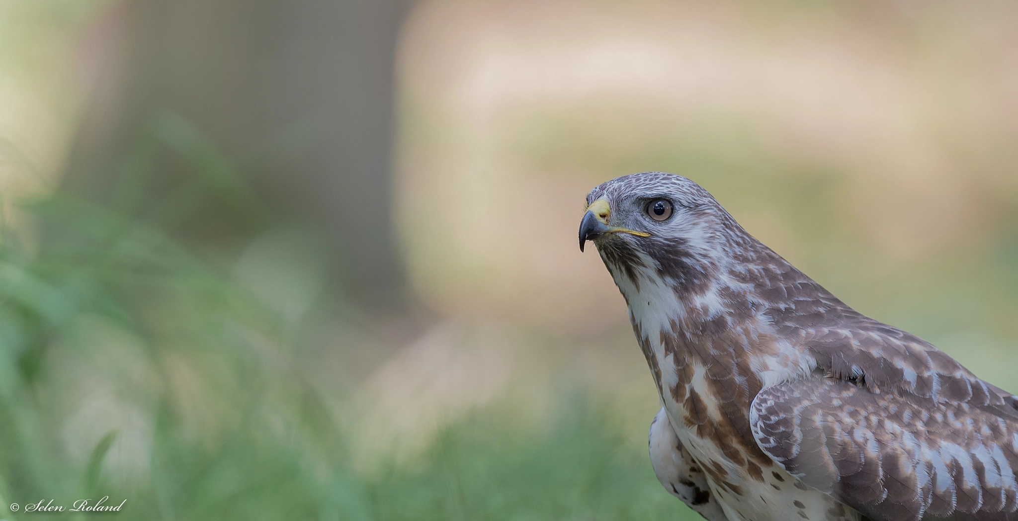 Nikon D4 + Nikon AF-S Nikkor 500mm F4G ED VR sample photo. Buizerd - buzzard photography