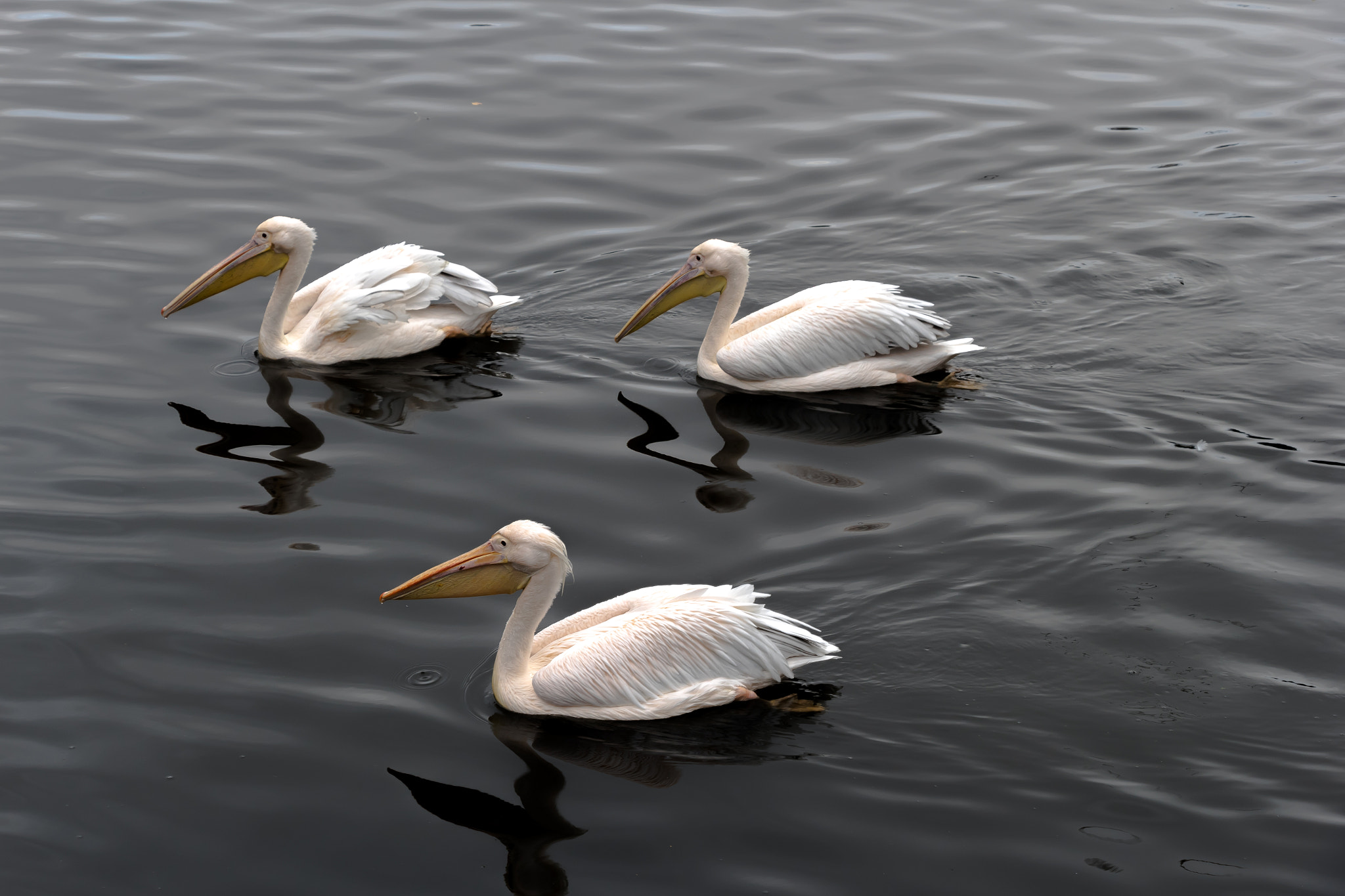 Canon EOS M10 + Canon EF-S 18-135mm F3.5-5.6 IS STM sample photo. Pelicans photography