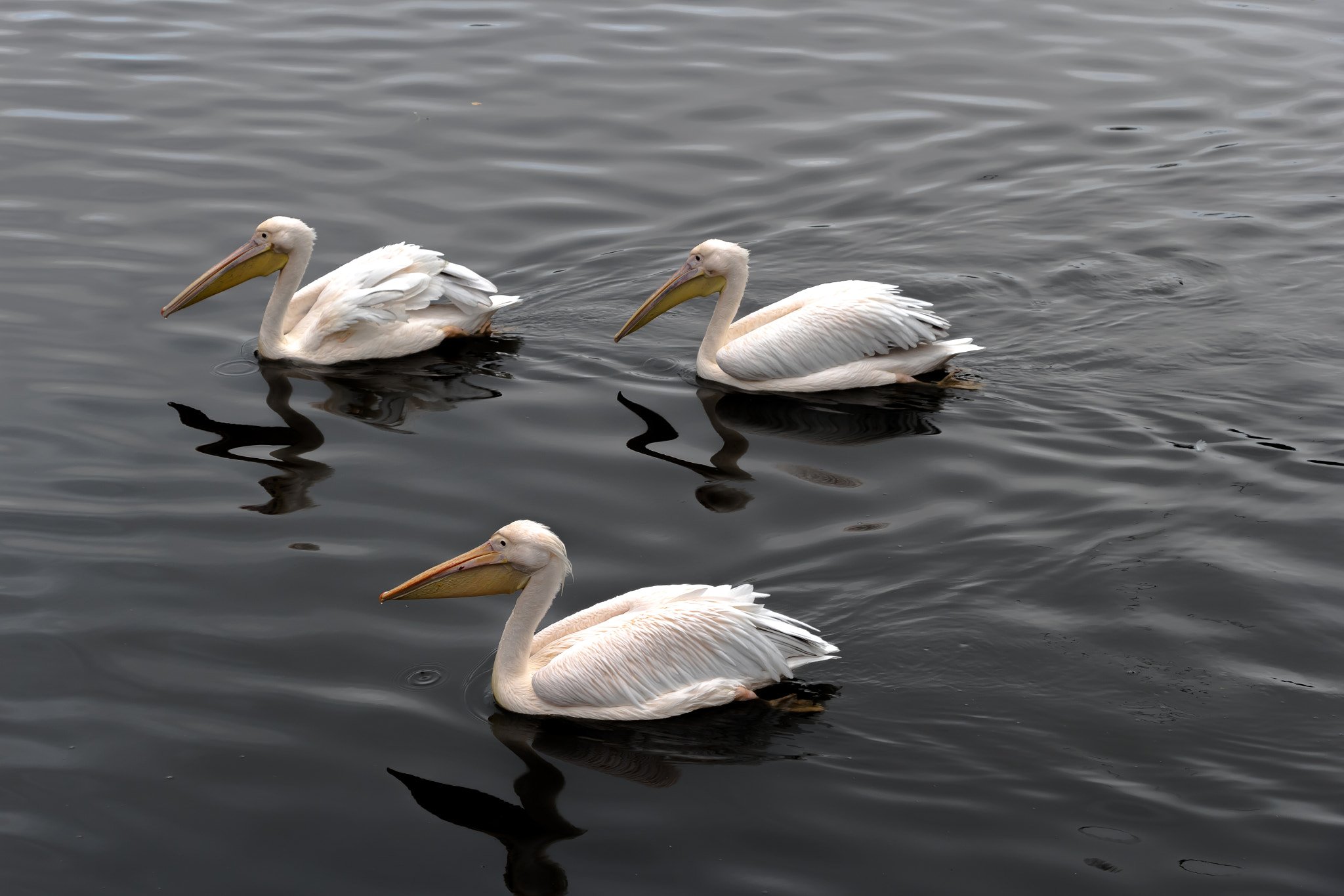 Canon EOS M10 sample photo. Pelicans photography
