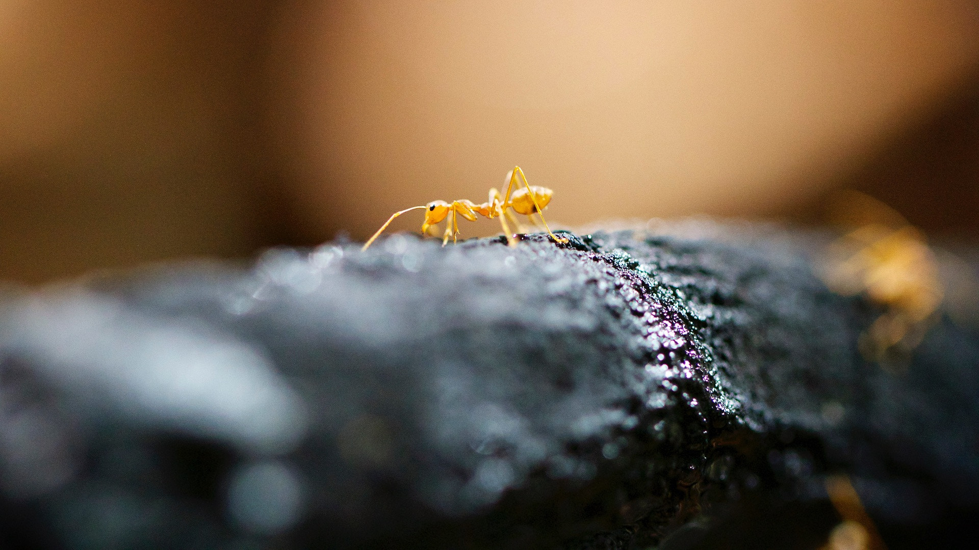 Canon EOS 7D + Canon EF 100mm F2.8L Macro IS USM sample photo. Aquarium berlin photography