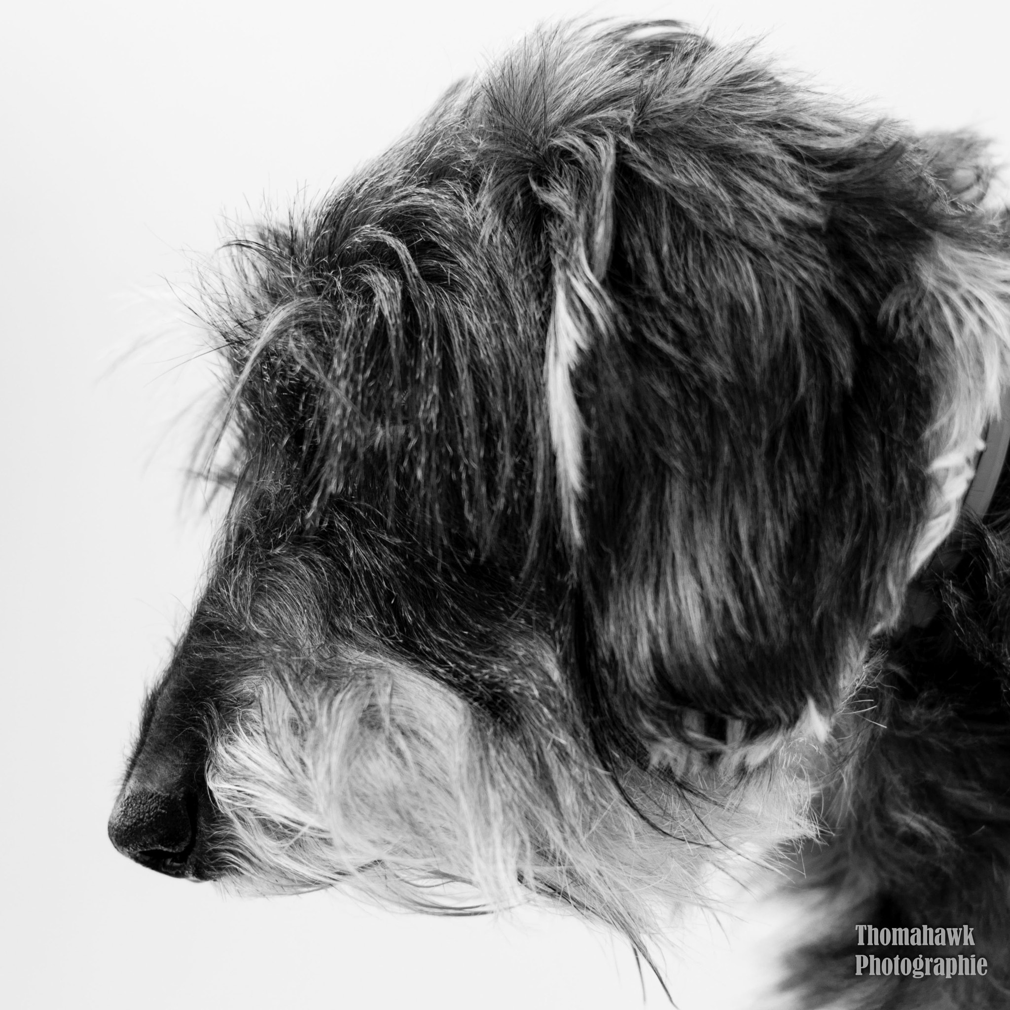 Pentax K-30 + Pentax smc DA 50mm F1.8 sample photo. Dog in studio photography