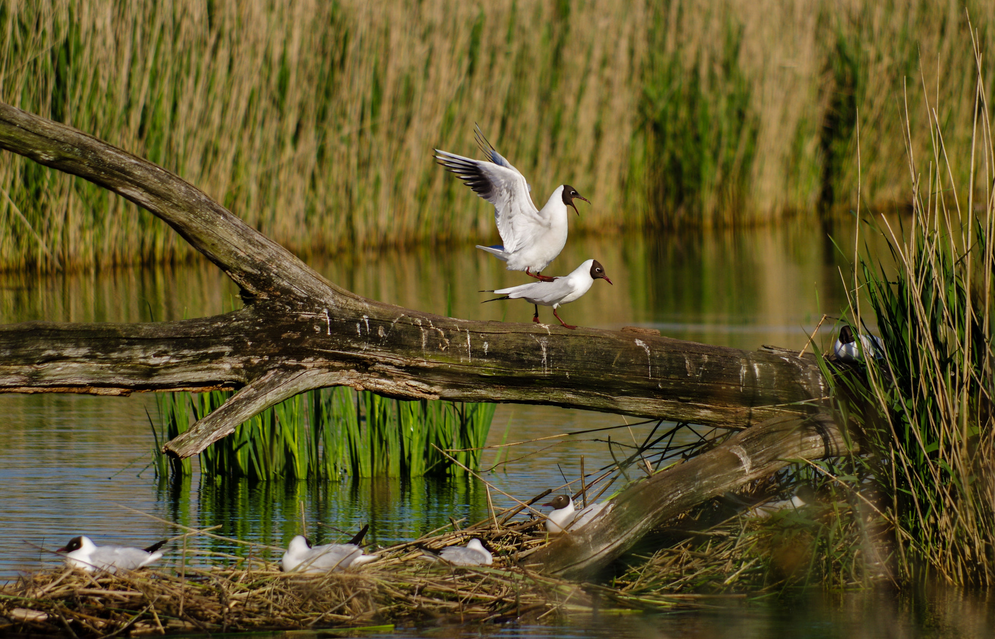 Pentax K-3 + Pentax smc DA 55-300mm F4.0-5.8 ED sample photo. On the seagull... photography