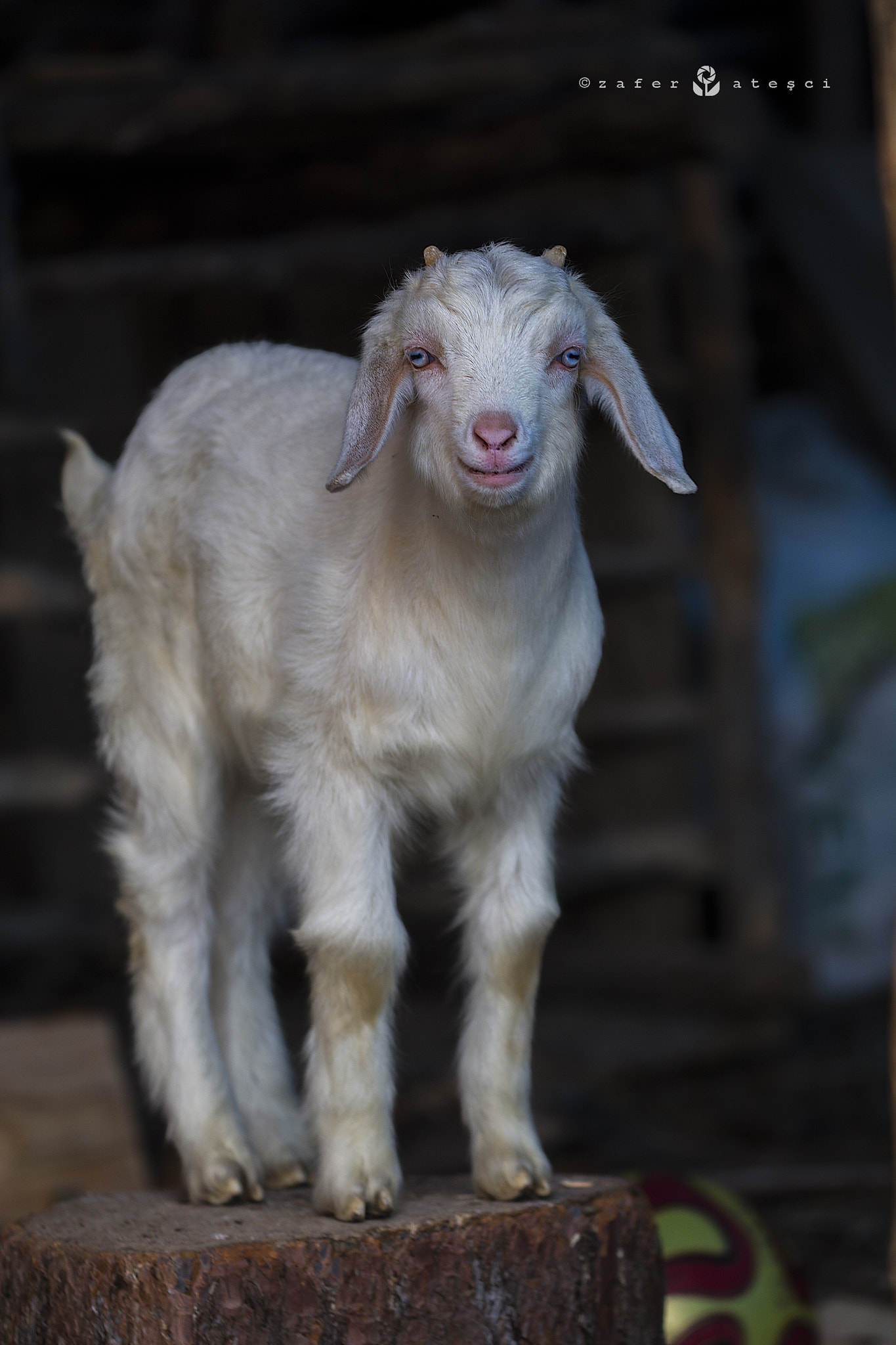 Sigma 150mm F2.8 EX DG Macro HSM sample photo. Play with me photography