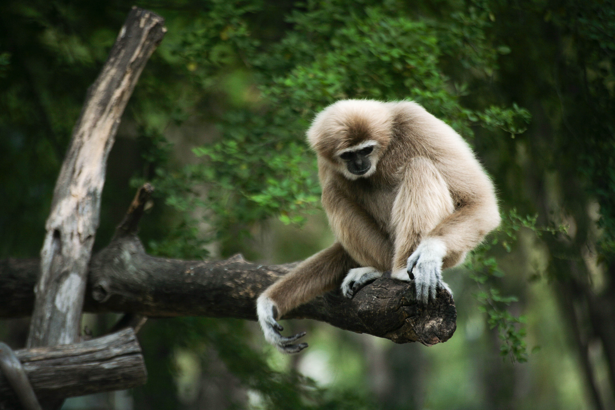 Sigma 70-300mm F4-5.6 APO DG Macro sample photo. Gibbon photography