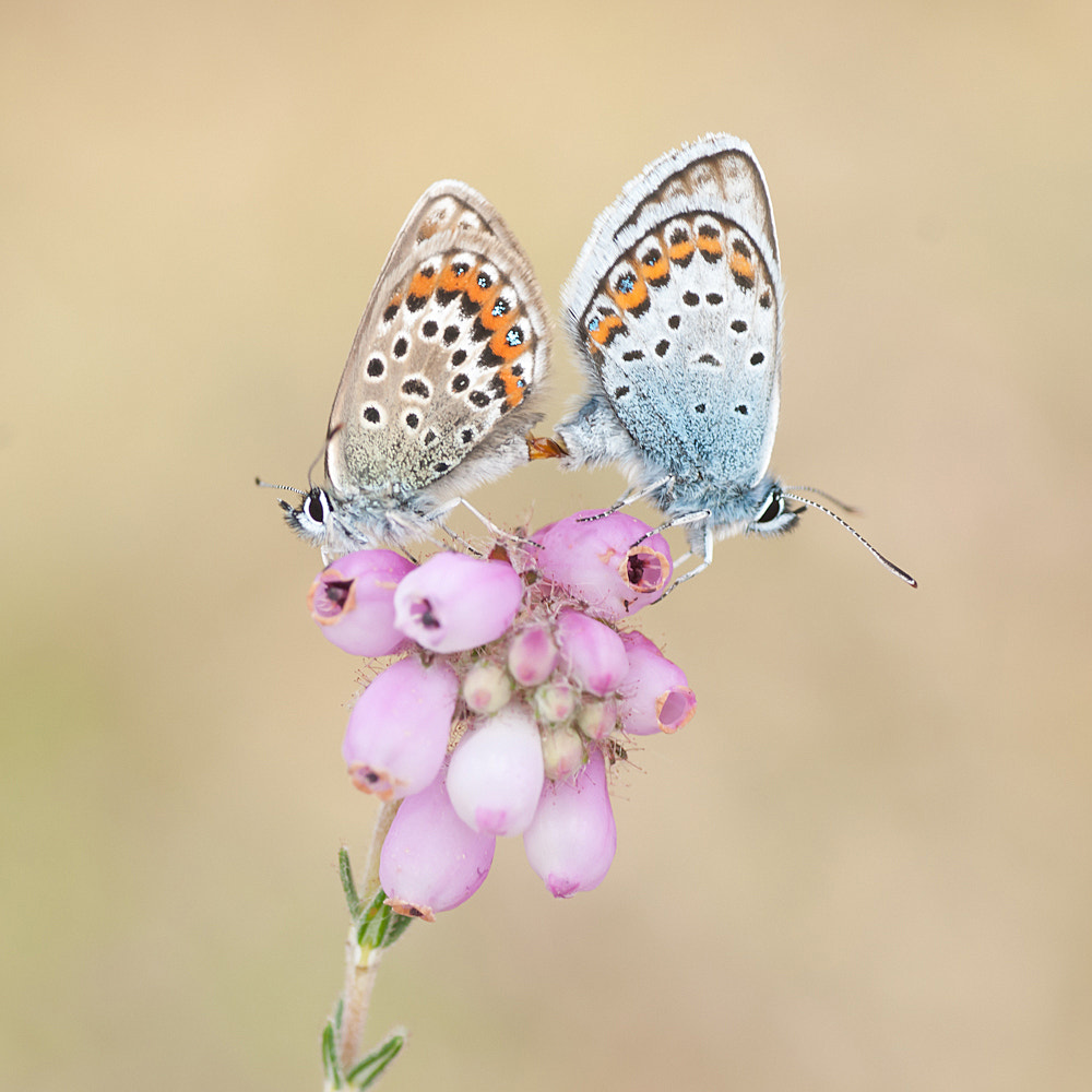Sony Alpha DSLR-A700 + Tamron SP AF 90mm F2.8 Di Macro sample photo. Mating silver-studded blue photography
