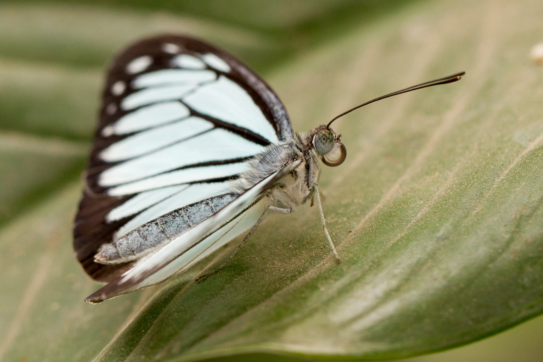 Canon EOS 7D + Canon EF 100mm F2.8L Macro IS USM sample photo. Butterfly photography