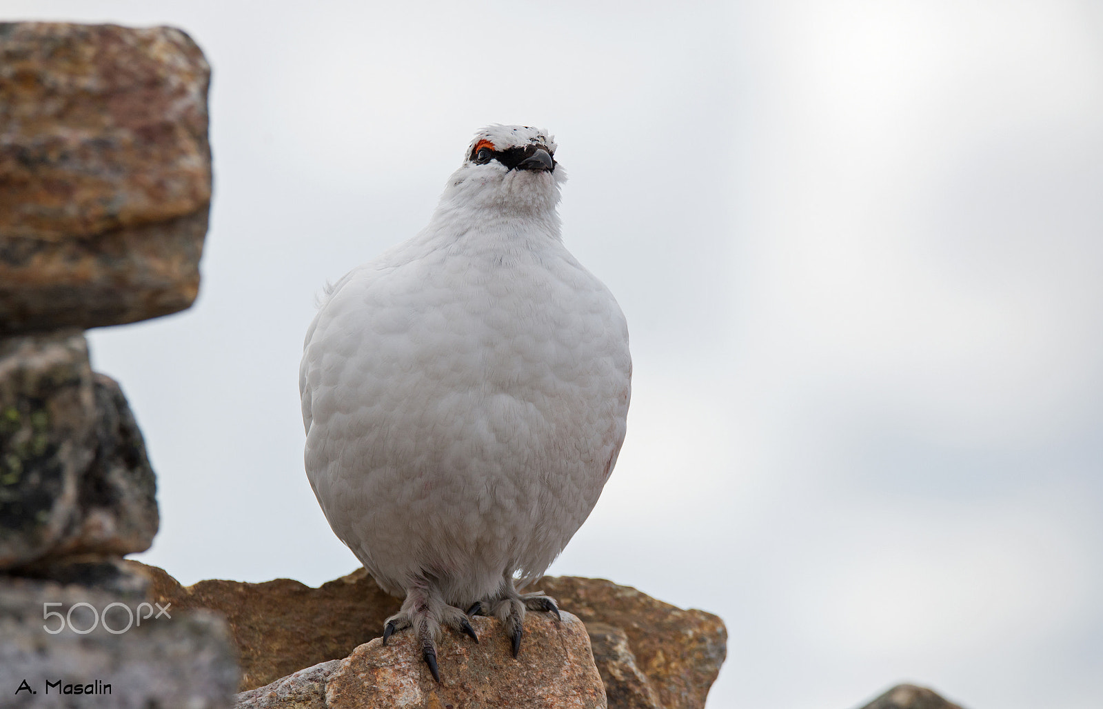 Nikon D600 sample photo. Ptarmigan photography