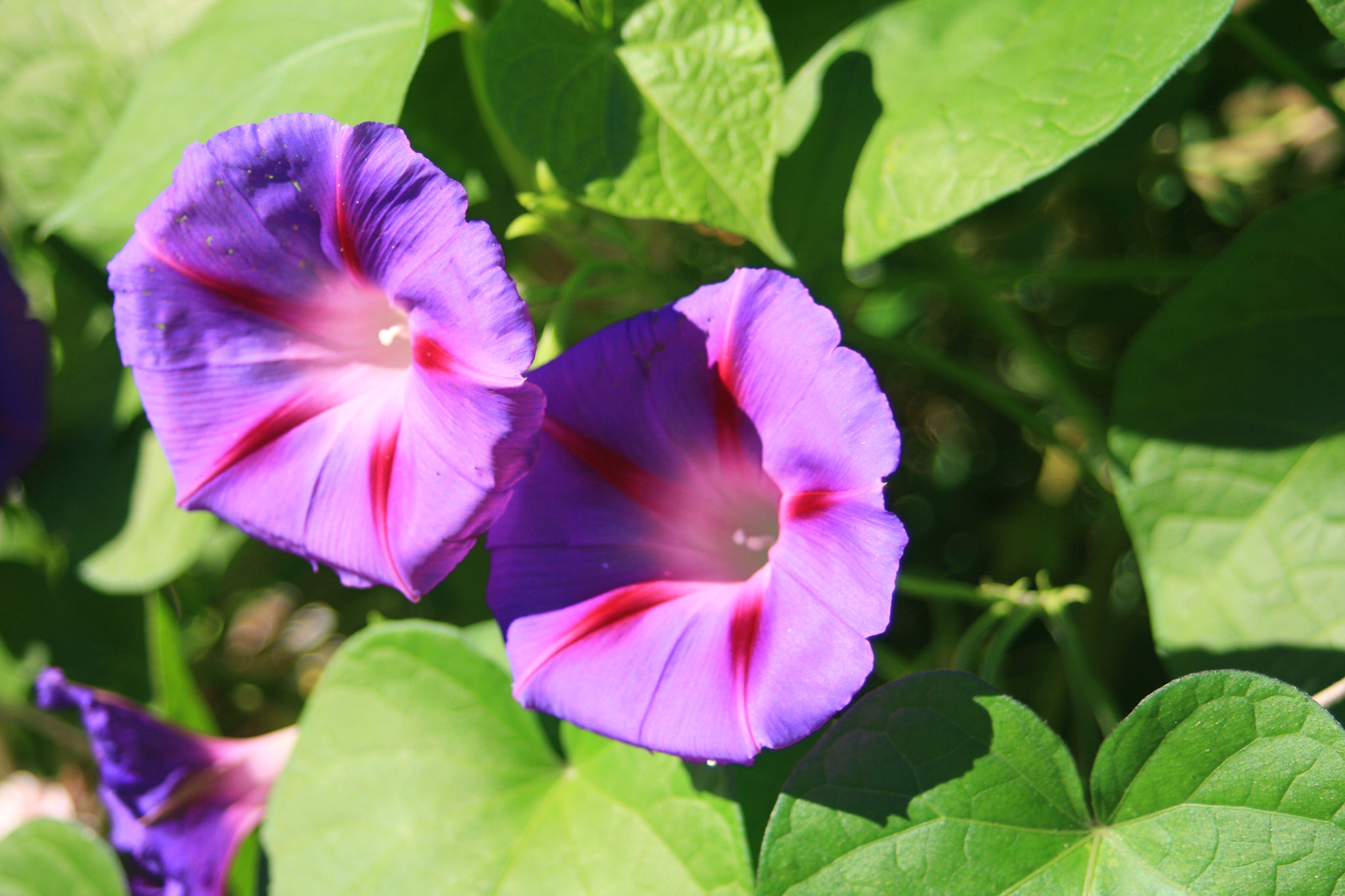 Canon EF 28-80mm f/3.5-5.6 USM sample photo. Flower photography
