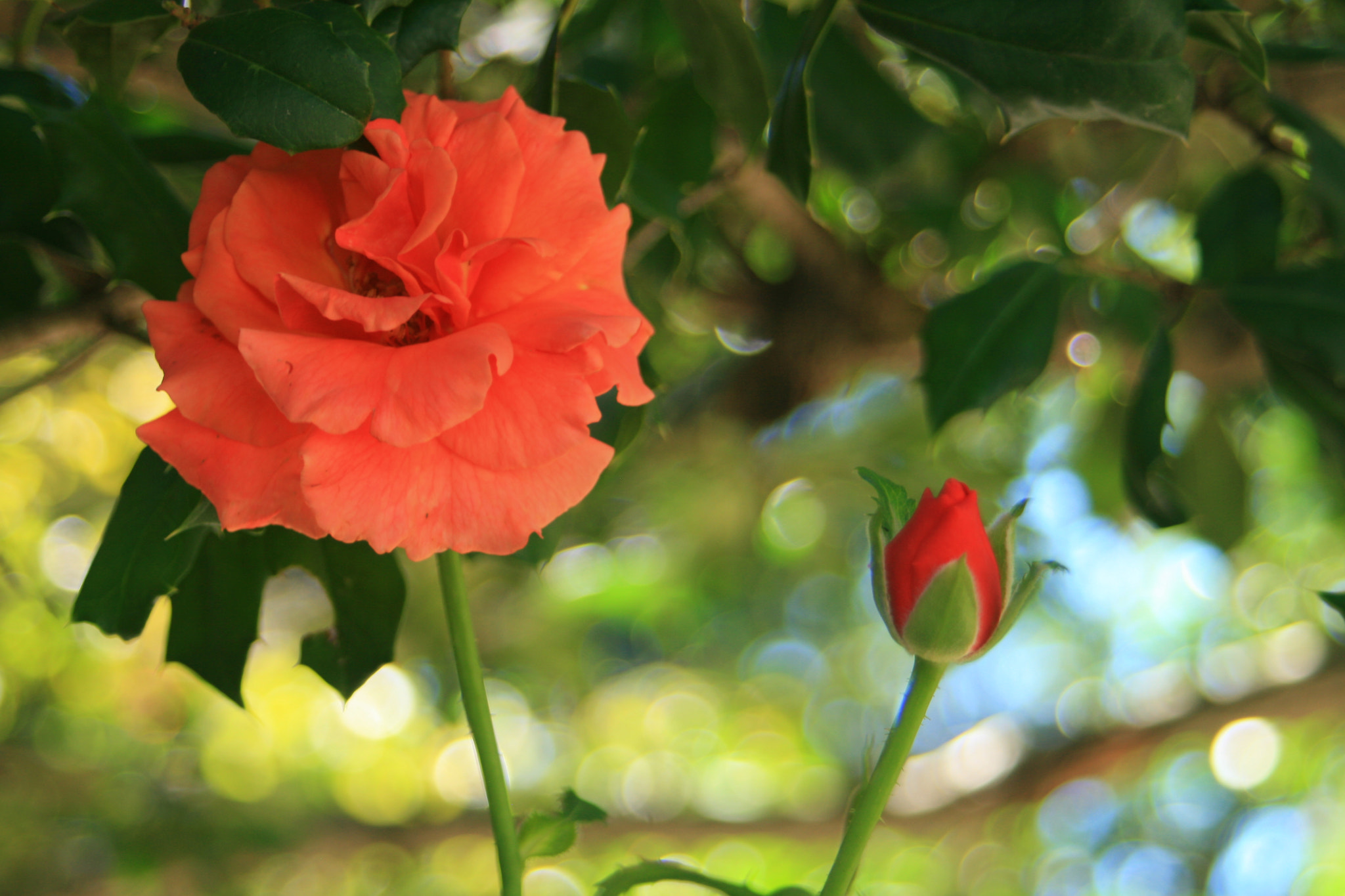 Canon EF 28-80mm f/3.5-5.6 USM sample photo. Flower photography