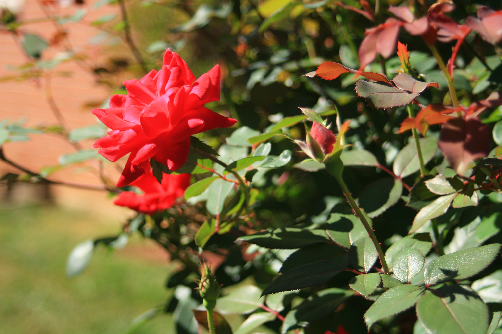 Canon EF 28-80mm f/3.5-5.6 USM sample photo. Flower photography
