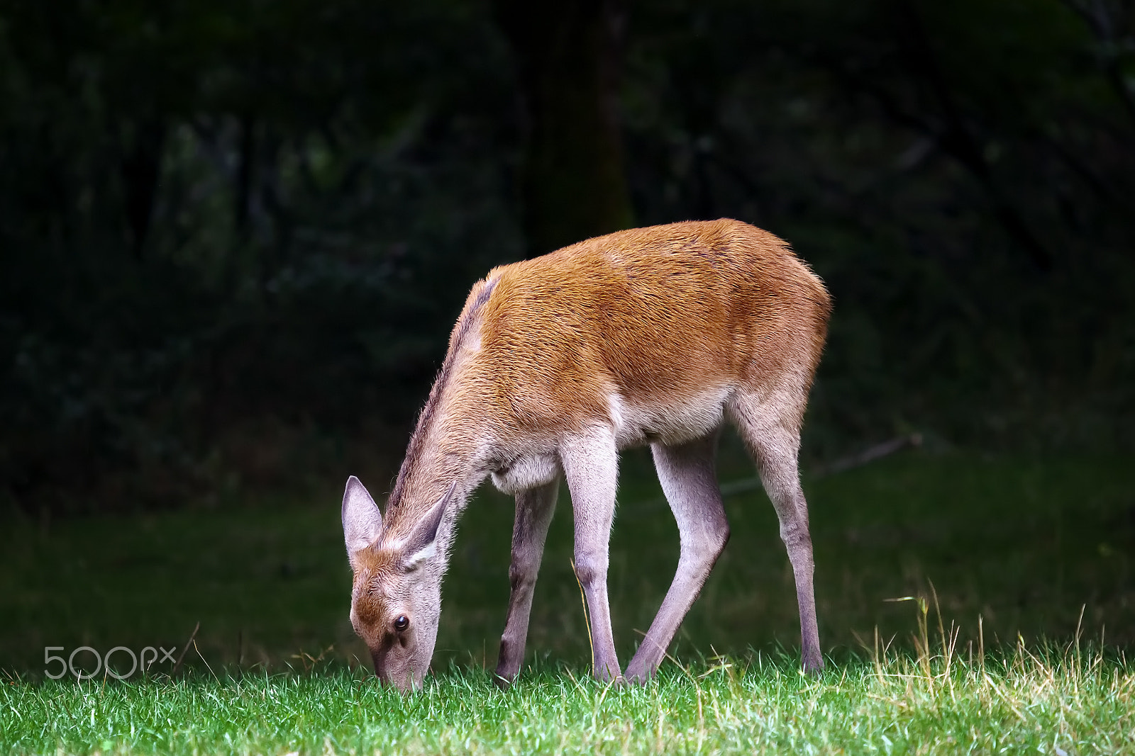 Canon EF 70-200mm F2.8L USM sample photo. Little deer in the forest photography