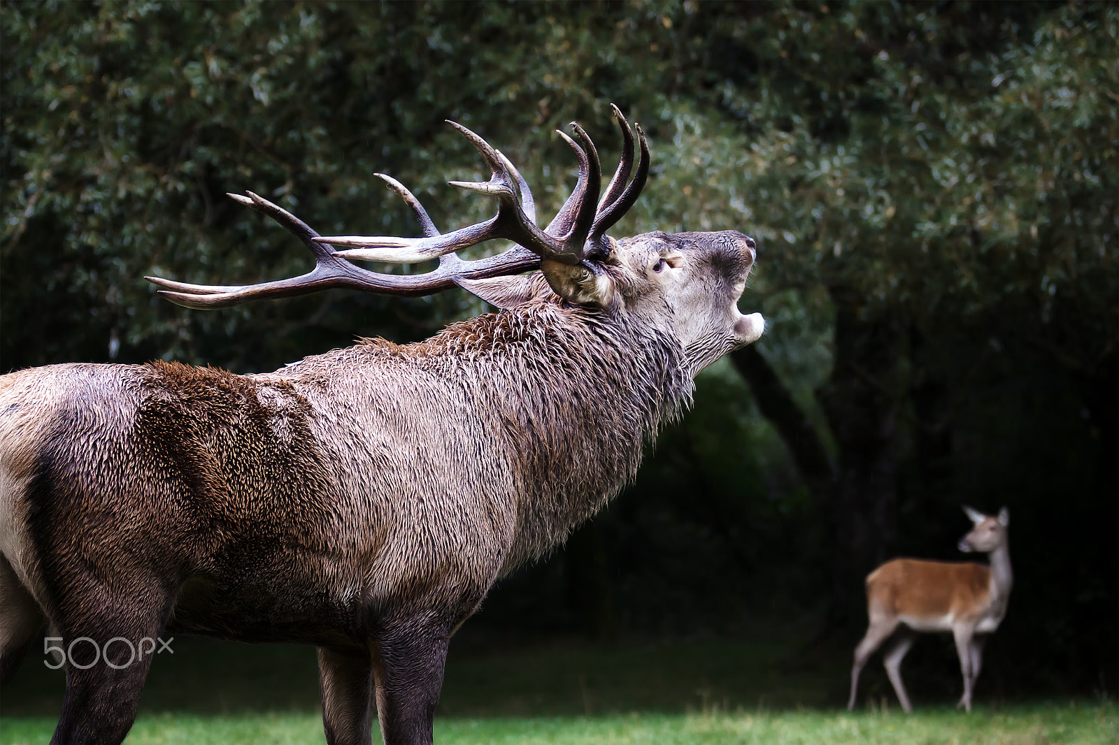 Canon EOS 5D Mark II sample photo. Male deer in love, roar, bellow photography