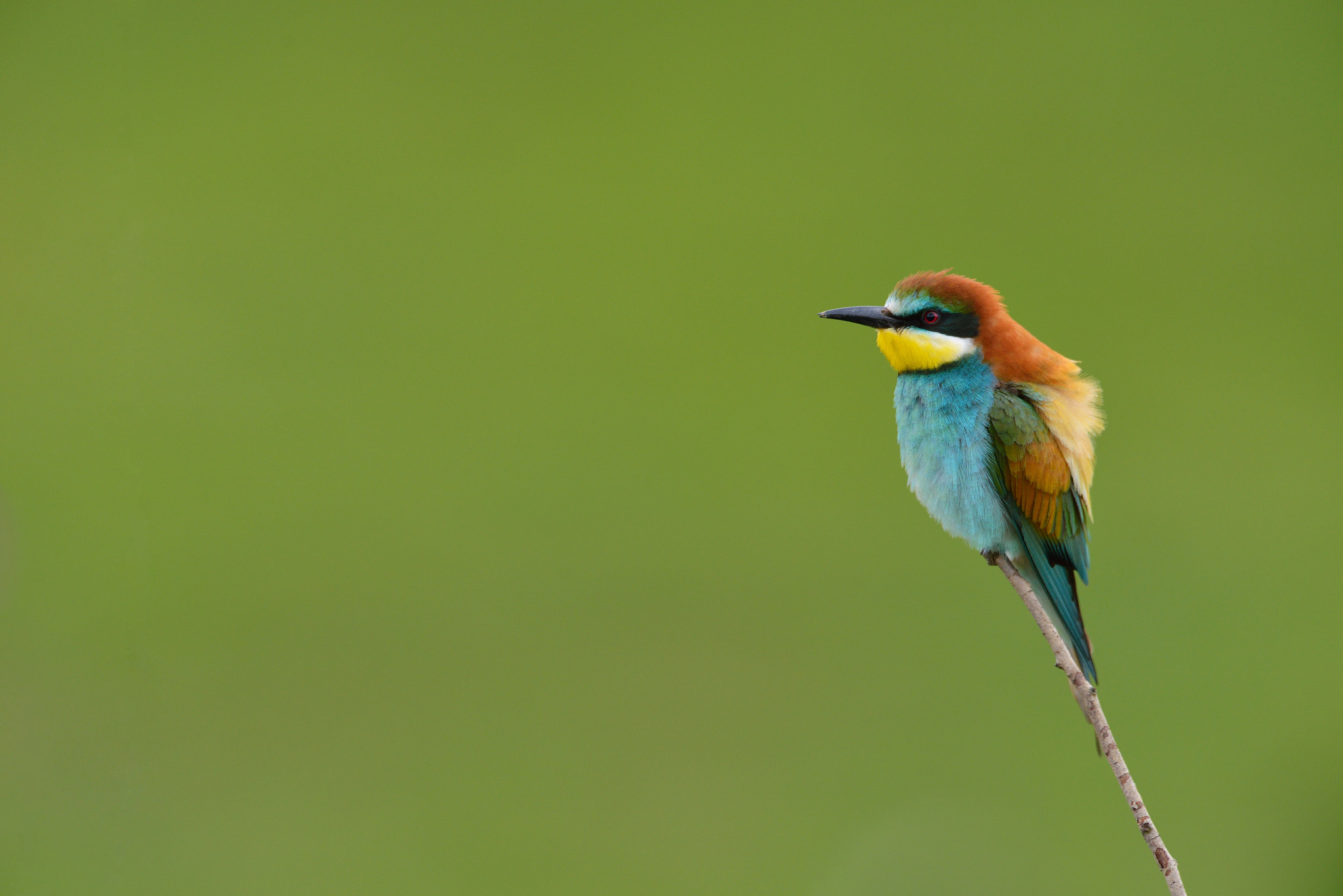 Nikon AF-S Nikkor 400mm F2.8G ED VR II sample photo. Guêpier d'europe - merops apiaster photography