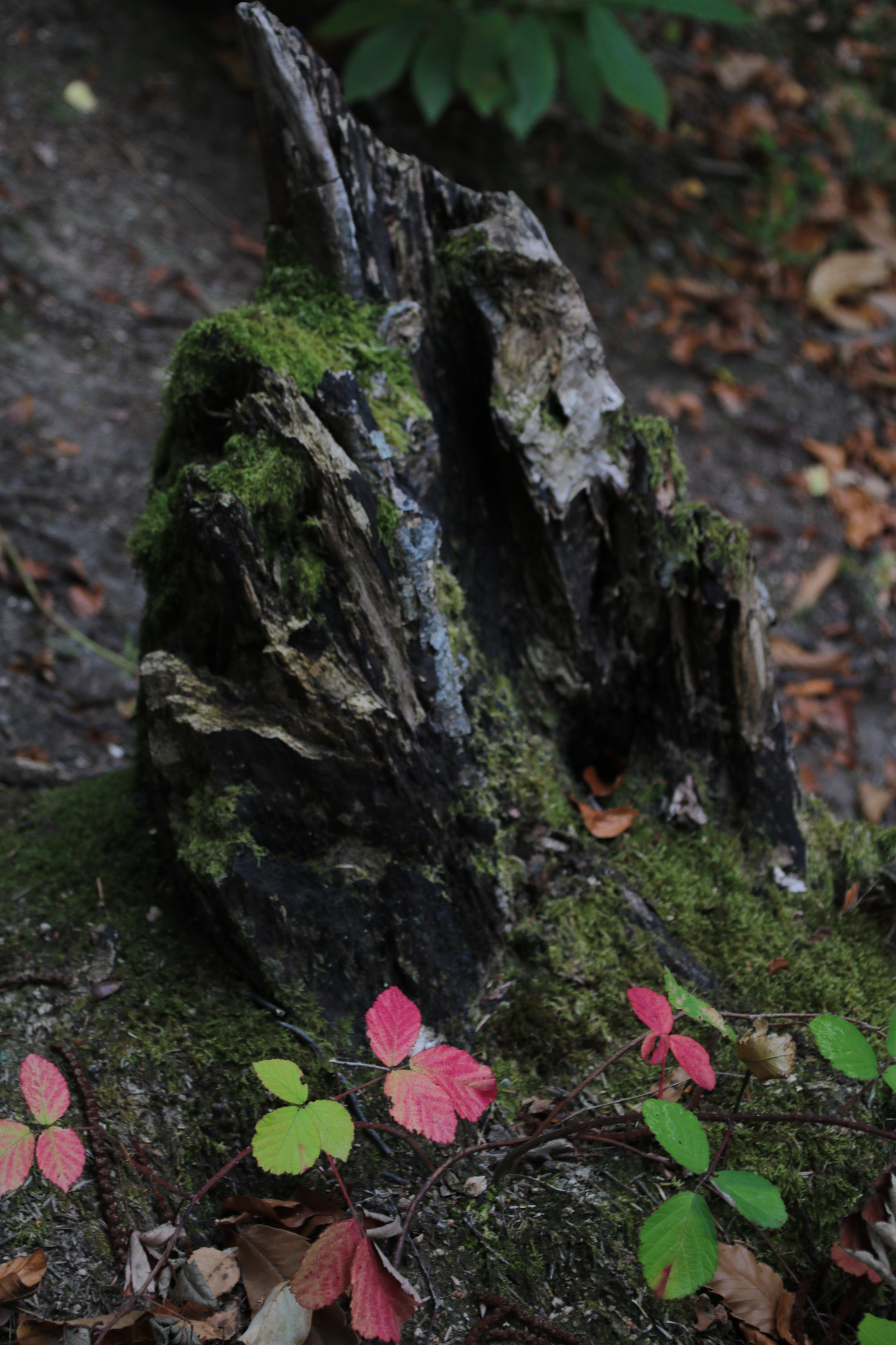 Canon EOS 750D (EOS Rebel T6i / EOS Kiss X8i) + Canon TS-E 90mm F2.8 Tilt-Shift sample photo. Red leaf photography