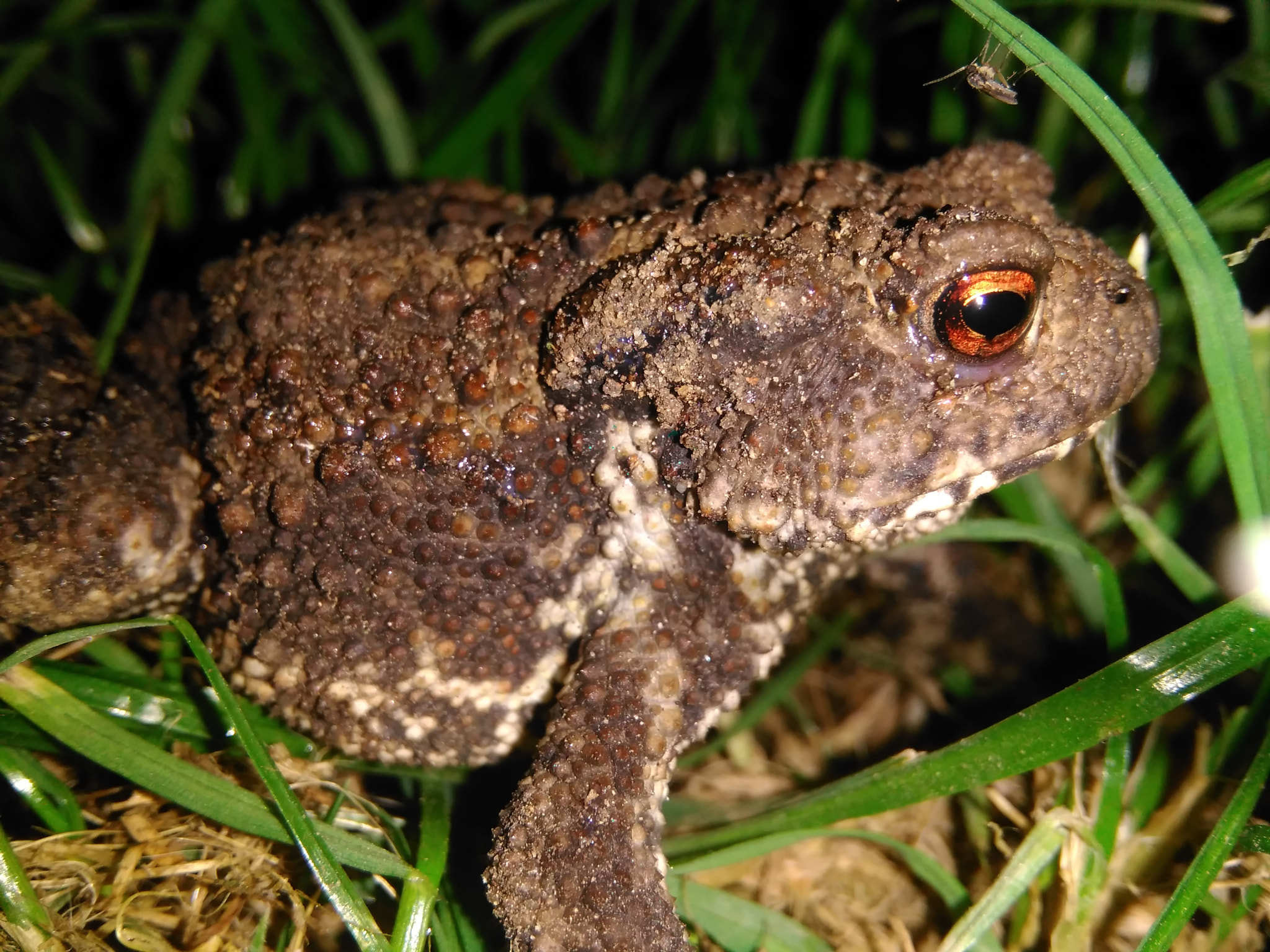 HUAWEI G620S-L01 sample photo. Two enemies: frog and mosquito photography