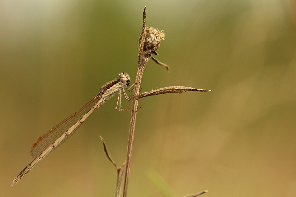 Canon EOS 1200D (EOS Rebel T5 / EOS Kiss X70 / EOS Hi) + Sigma 105mm F2.8 EX DG Macro sample photo. Meadow dragonfly... photography