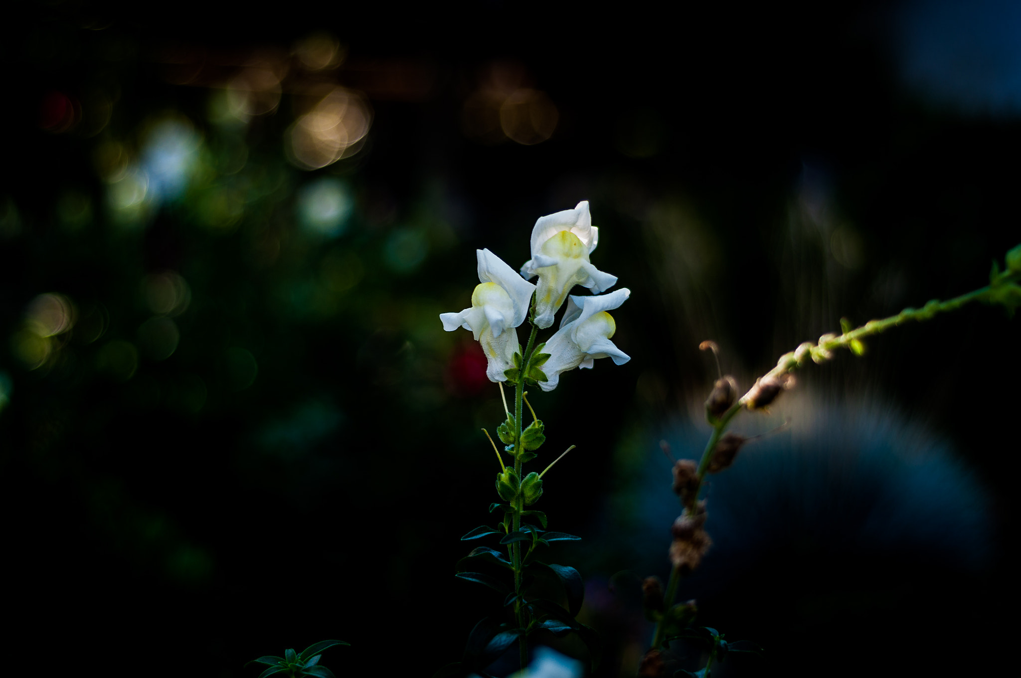 Nikon D5000 + AF Nikkor 50mm f/1.8 sample photo. Sunset flower photography