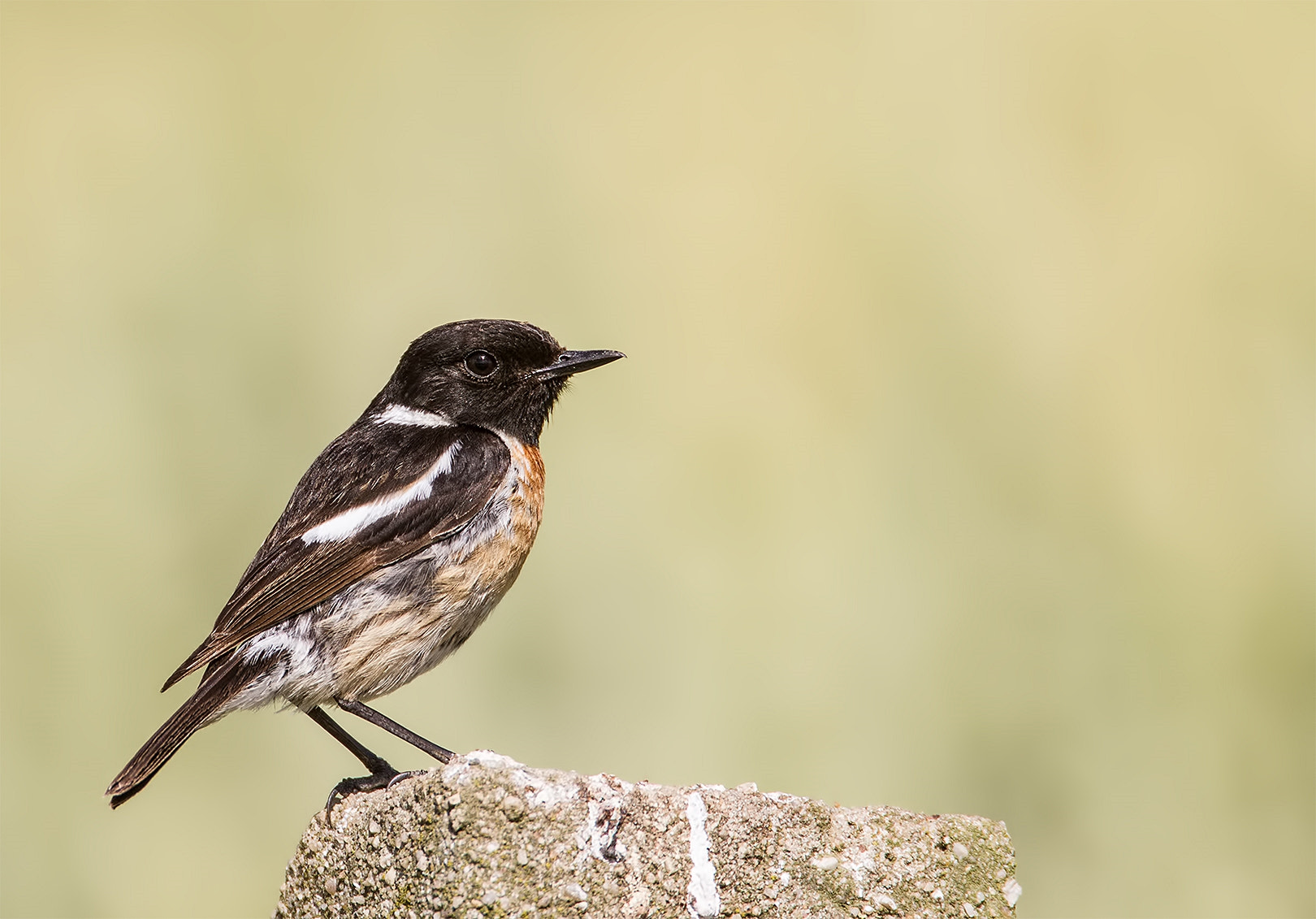 Canon EOS 7D + Canon EF 500mm F4L IS USM sample photo. Stonechat on stone photography