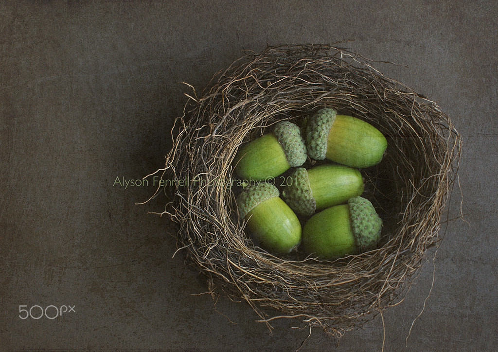 Canon EF 50mm F1.2L USM sample photo. New beginnings. photography