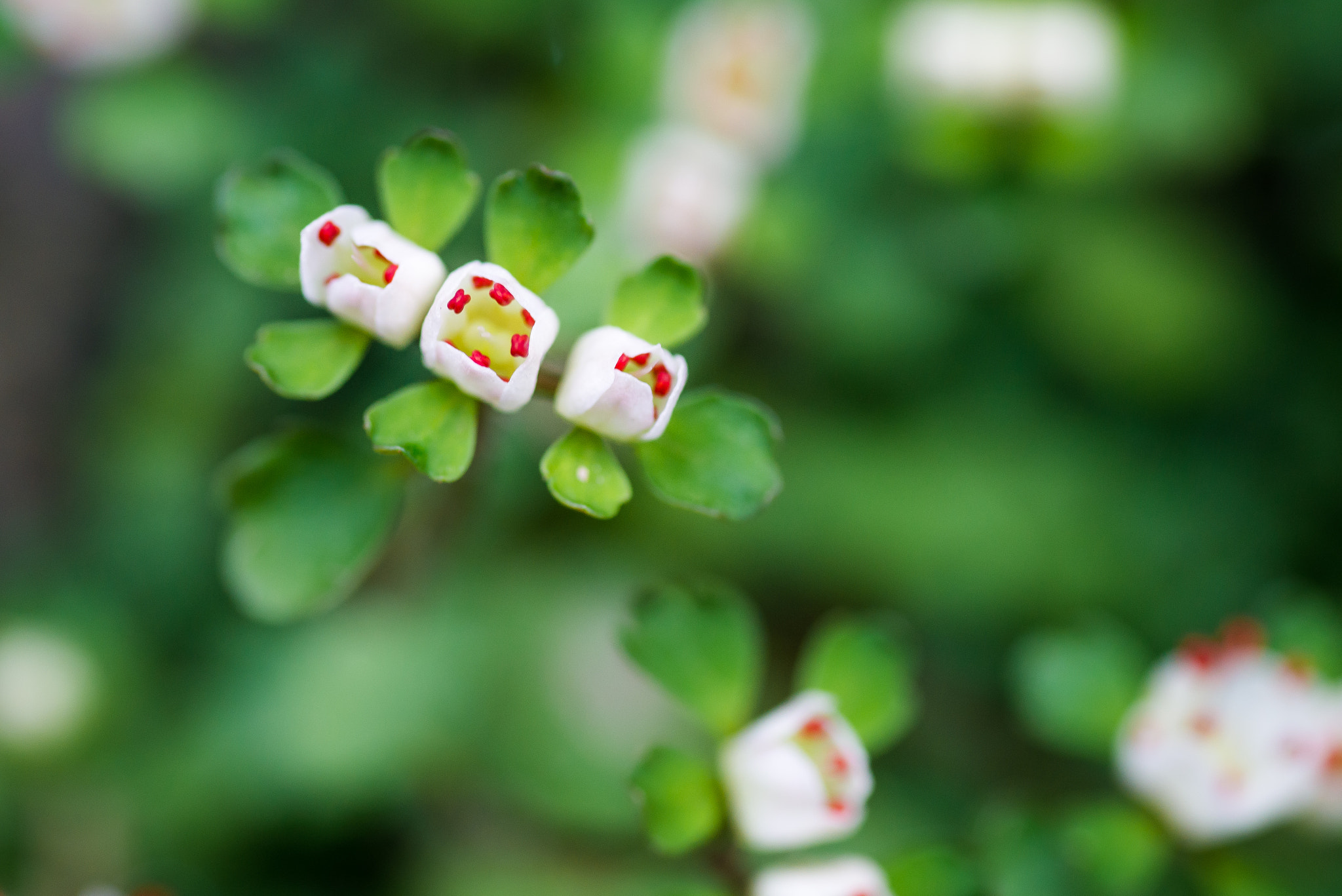 Nikon D800E sample photo. Hana-nekonome photography