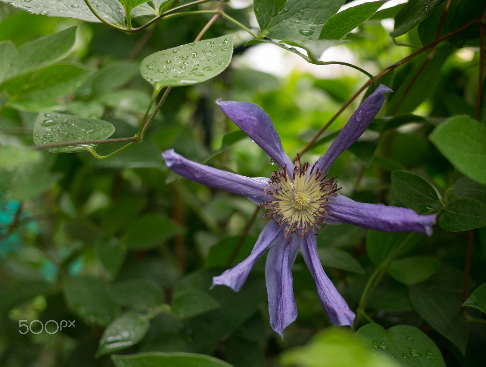 Panasonic Lumix DMC-GF3 + LUMIX G 20/F1.7 II sample photo. P photography