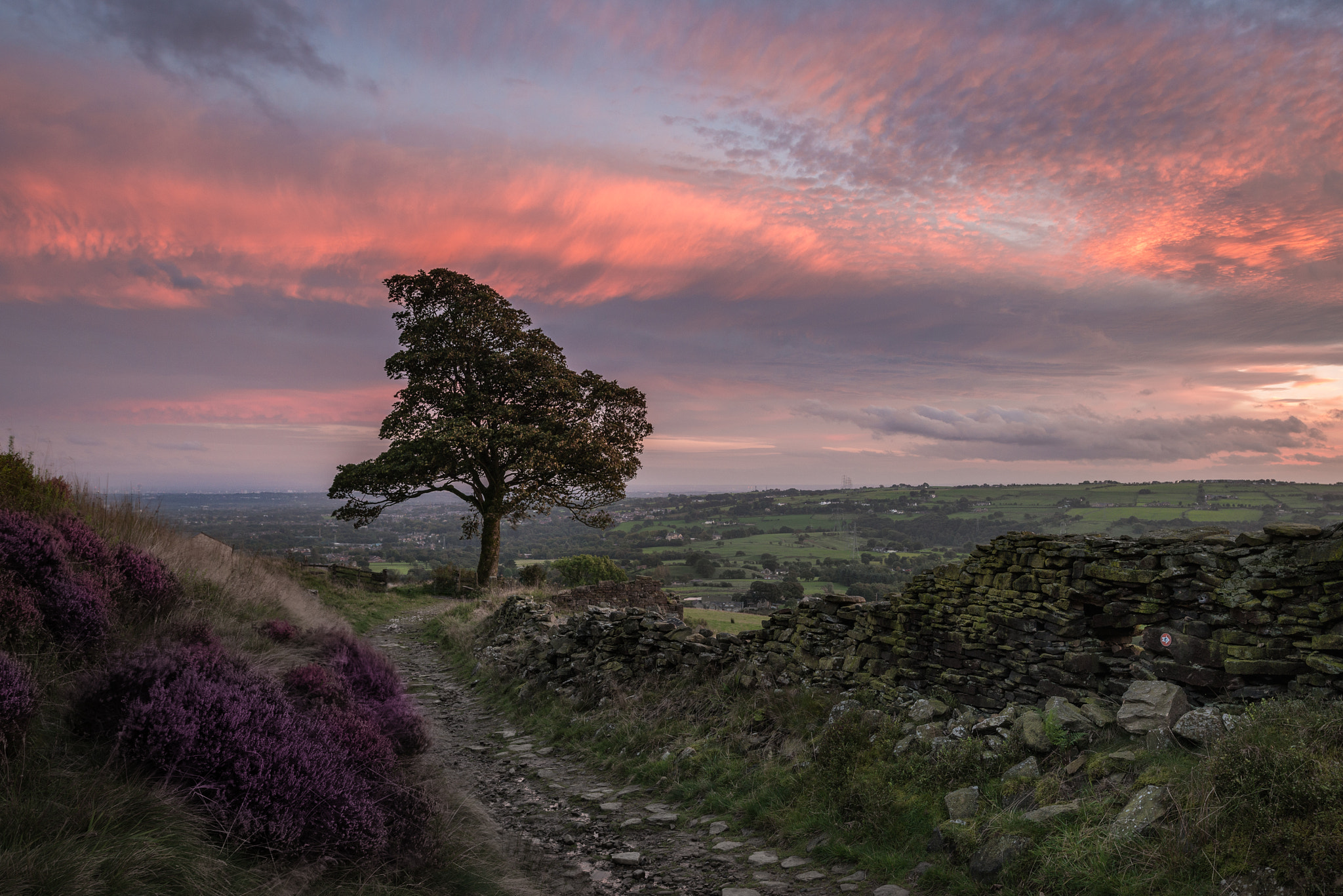 Nikon D800 sample photo. Heather at sunset photography