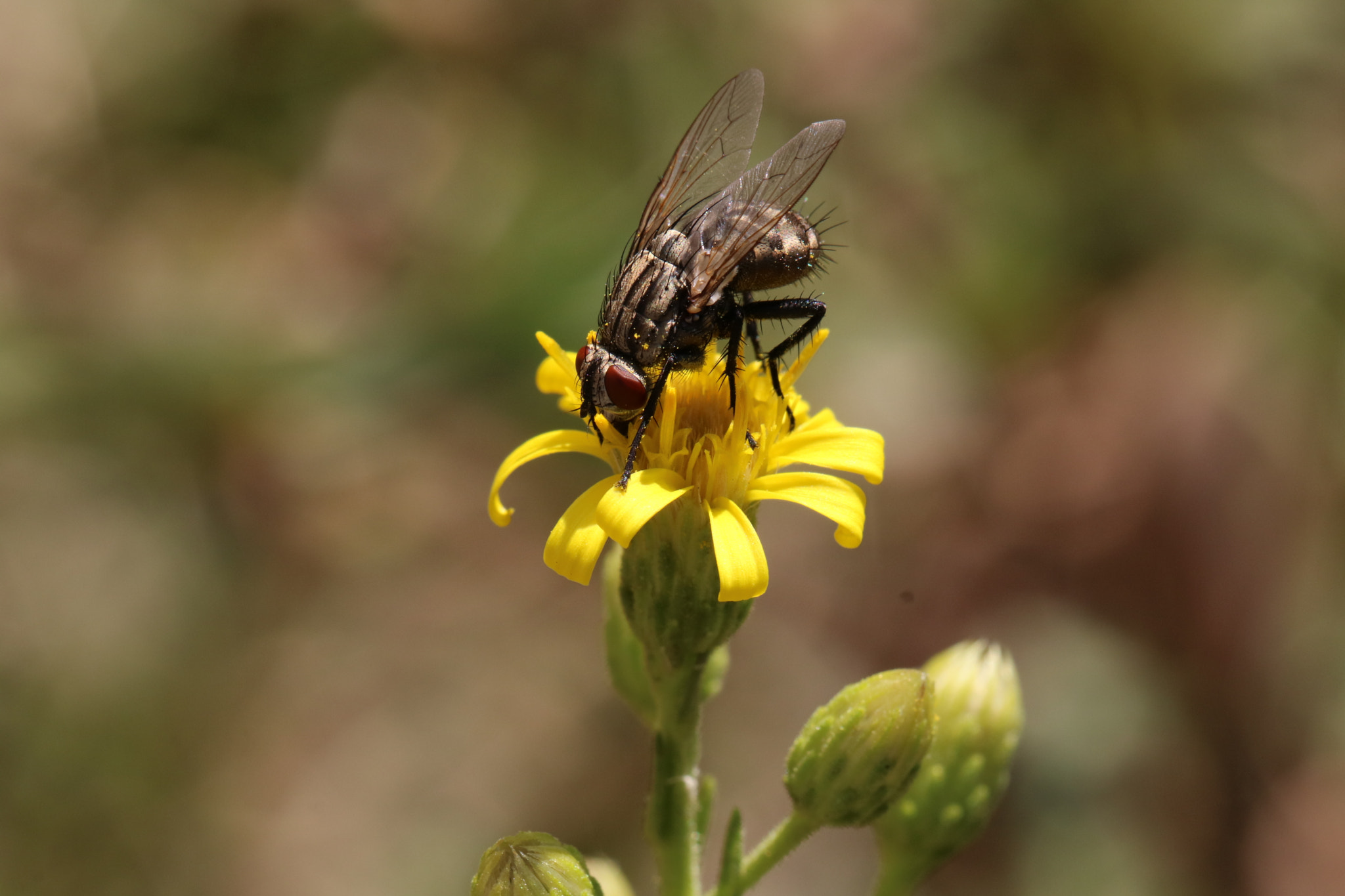 Canon EOS 760D (EOS Rebel T6s / EOS 8000D) + Canon EF 100mm F2.8L Macro IS USM sample photo. Fly photography