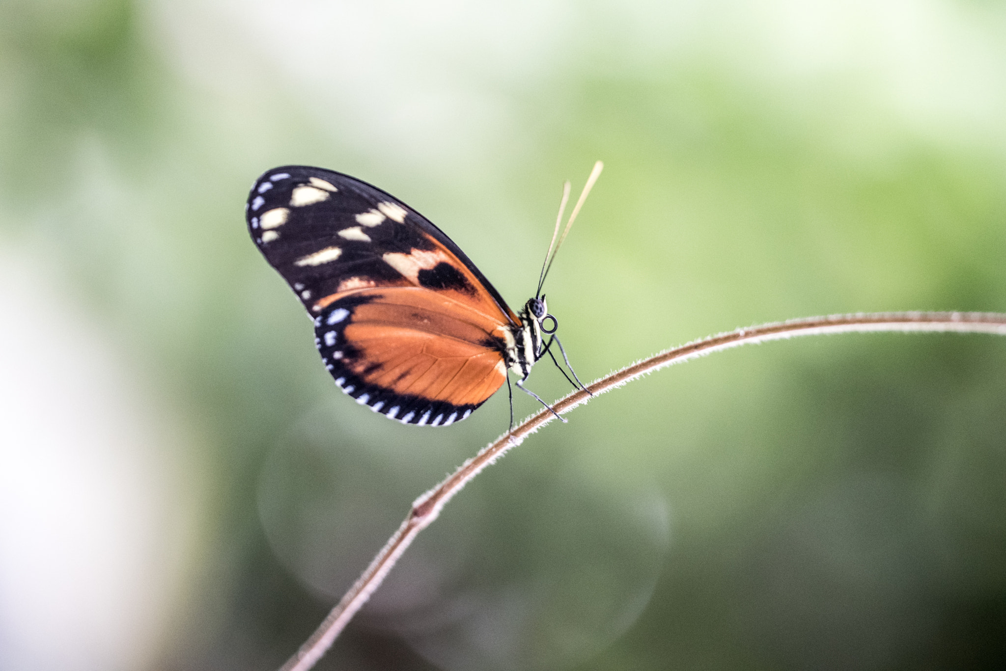 Sigma 150mm F2.8 EX DG OS Macro HSM sample photo. Heliconius ismenius photography